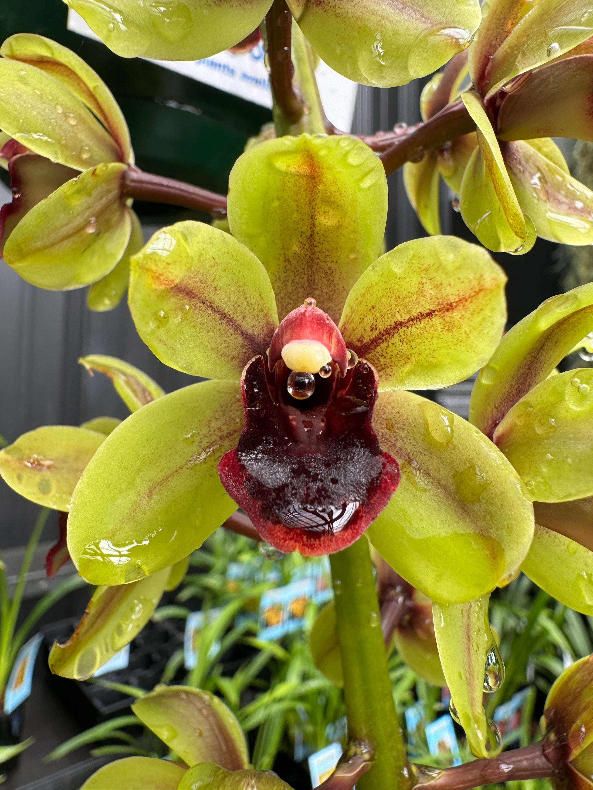 Cymbidium 'Green Machine' huge bulb and lead near flowering sized 66mm potted