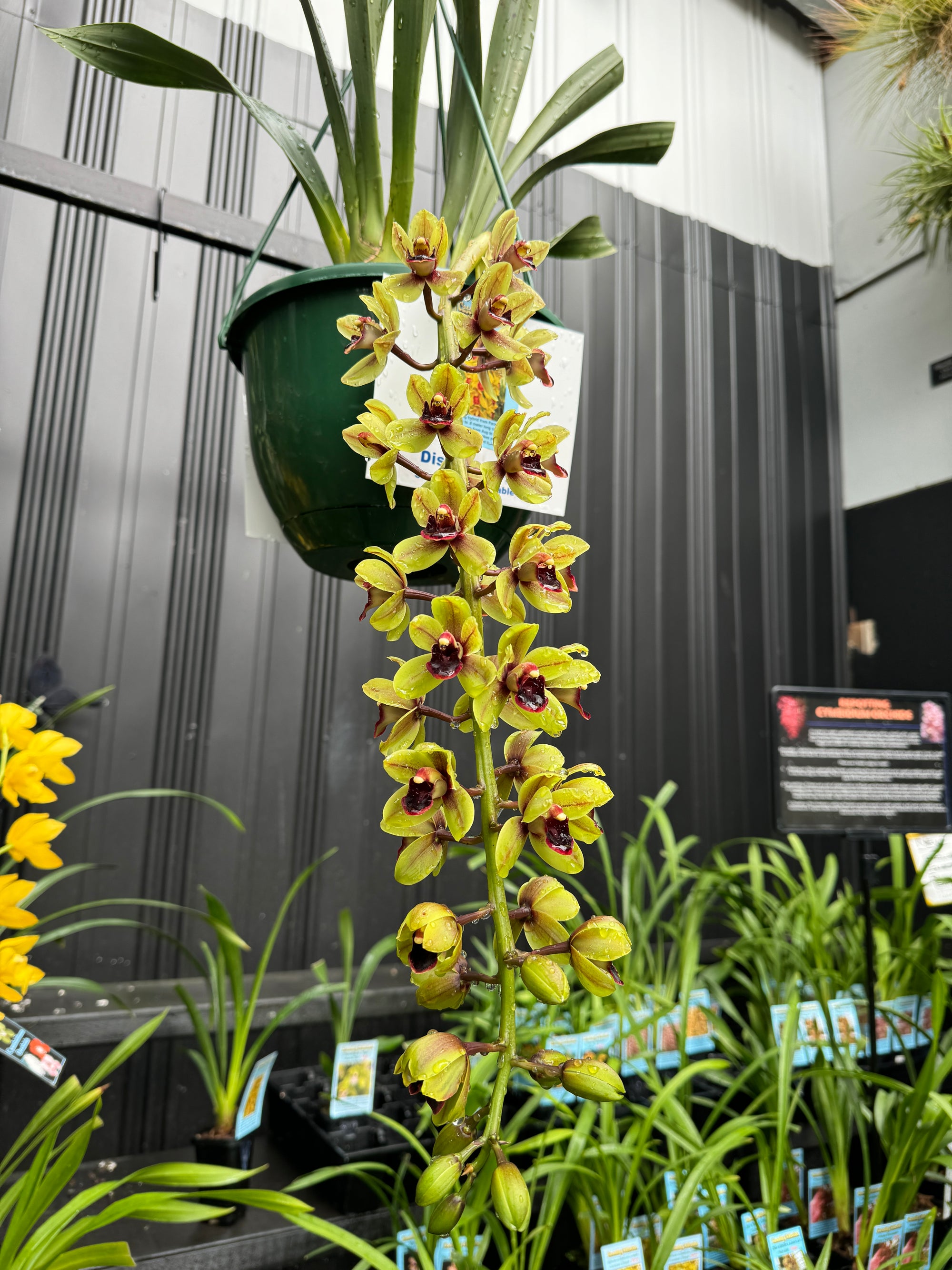 Cymbidium 'Green Machine' huge bulb and lead near flowering sized 66mm potted