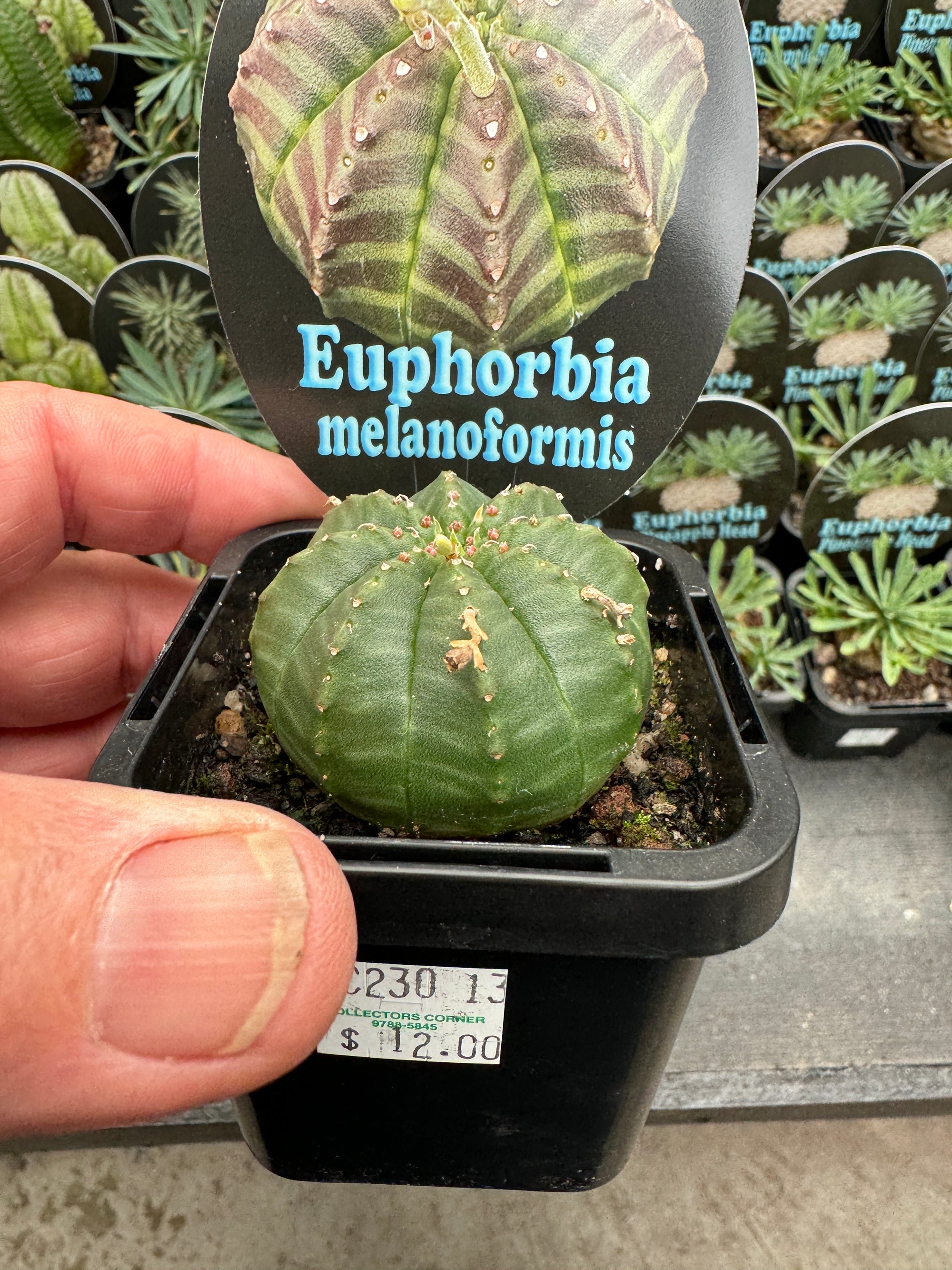 Euphorbia meloformis (NOT FOR WA)