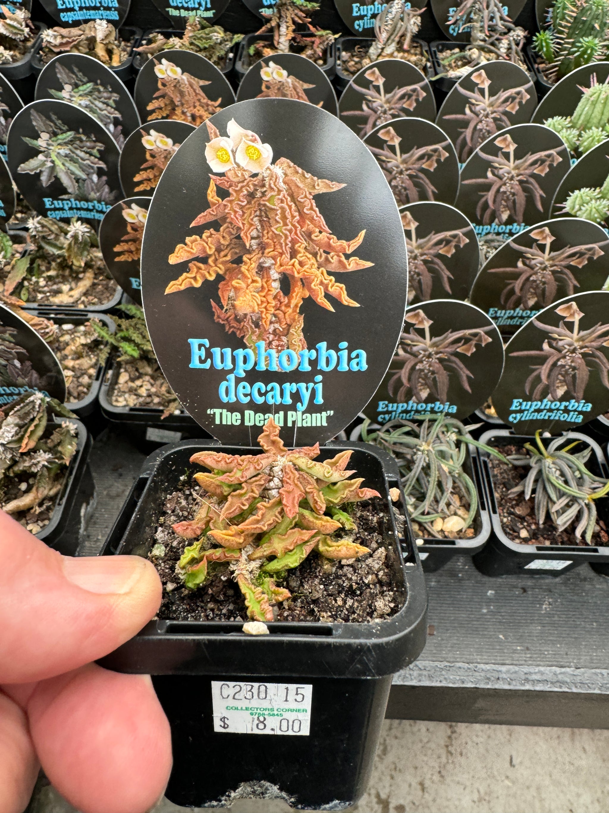 Euphorbia decaryi 'The Dead Plant' (NOT FOR WA)