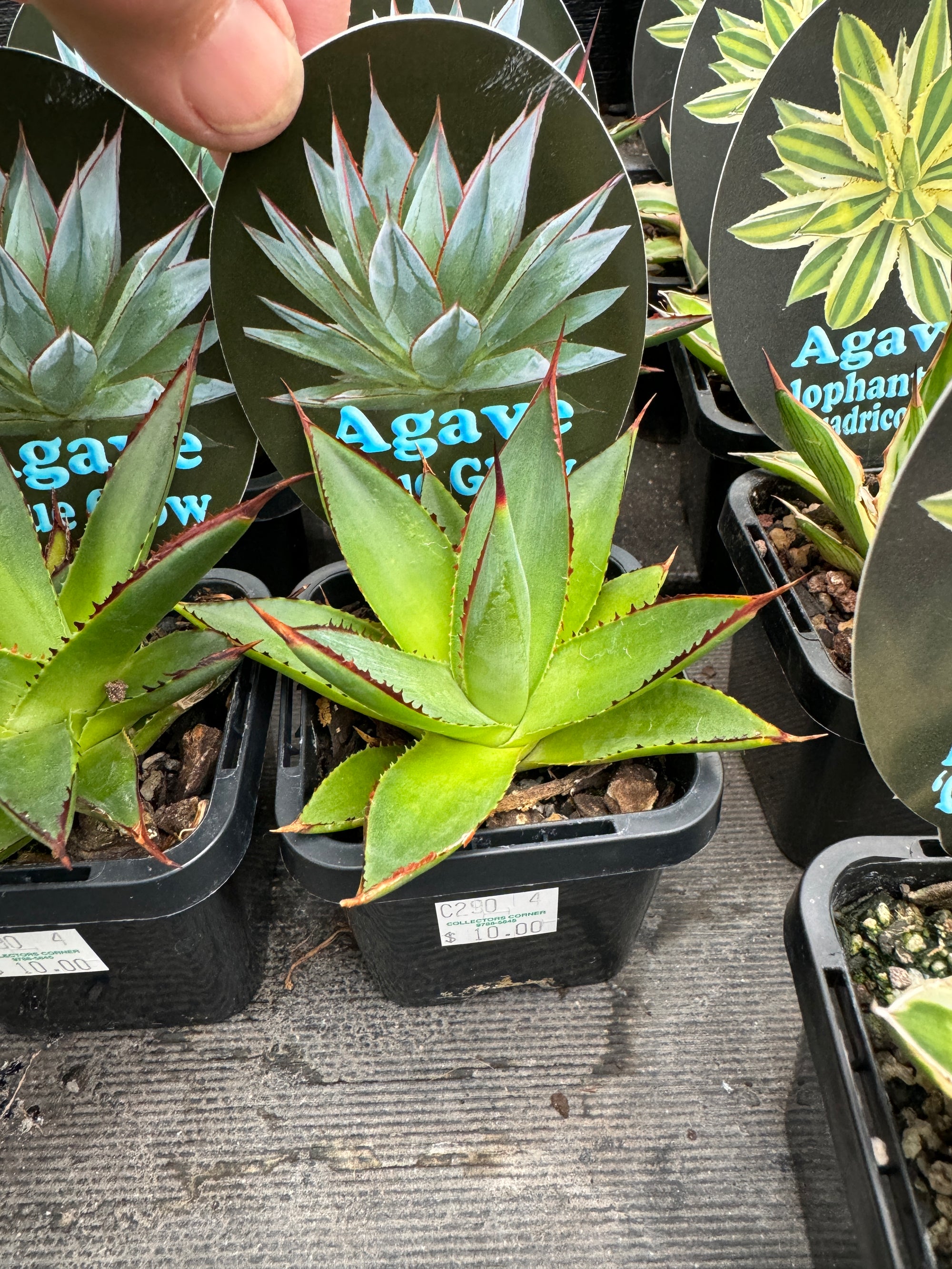 Agave 'Blue Glow'