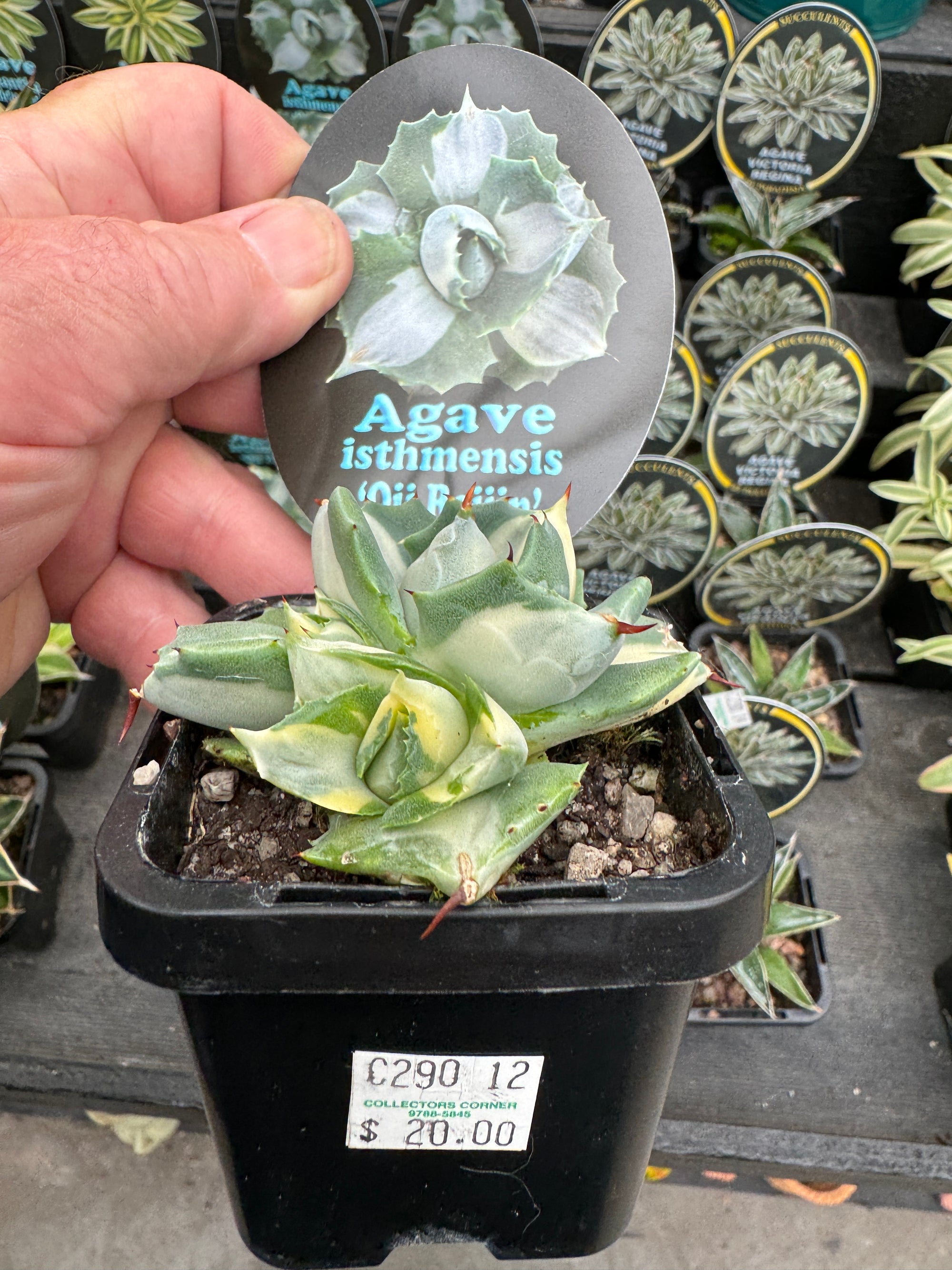 Agave isthmensis 'Oji Raijin'