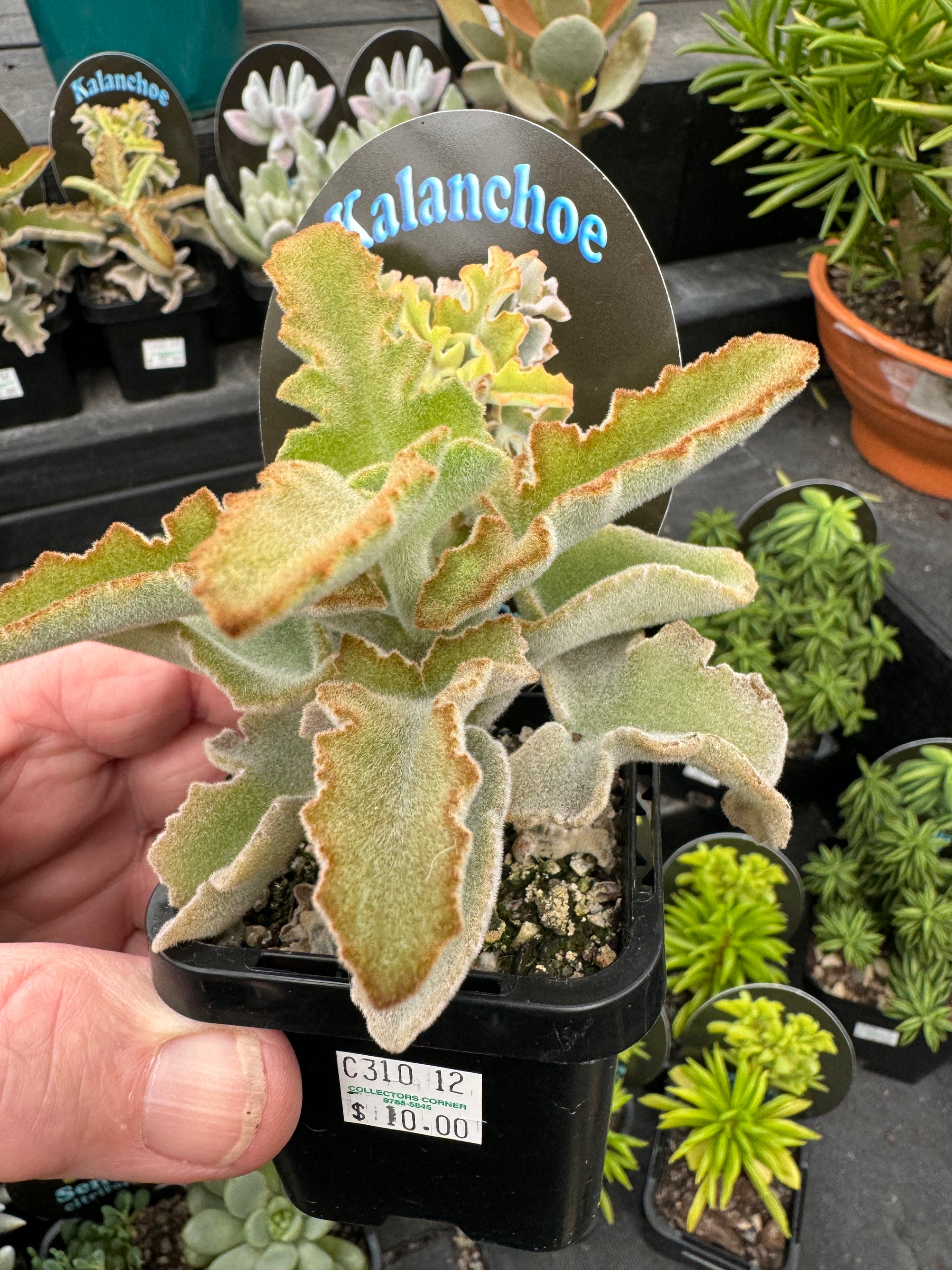 Kalanchoe baharensis 'Maltese Cross'