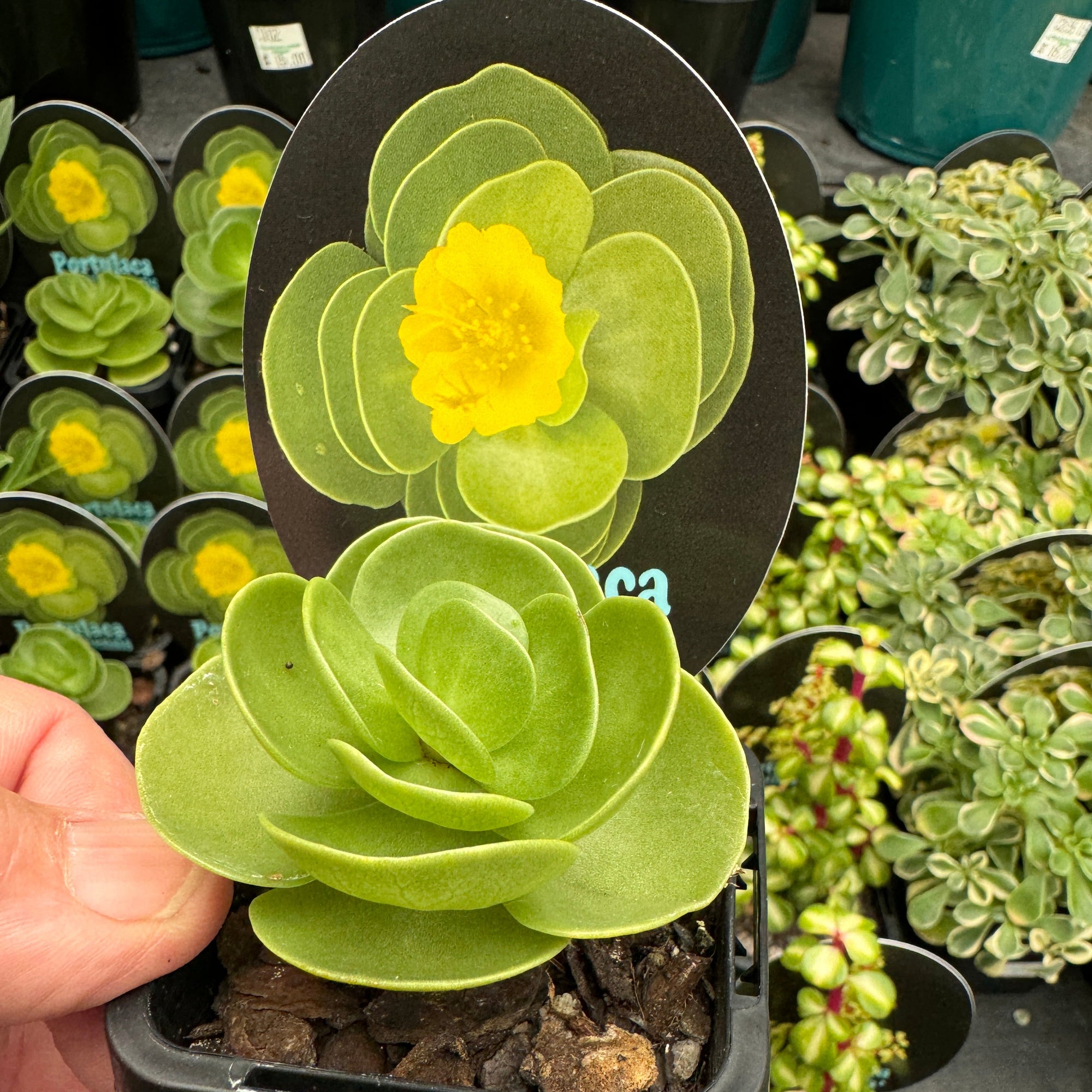 hawaiian portulaca succulent Portulaca molokiniensis 'Hawaiian Portulaca' – Collectors Online
