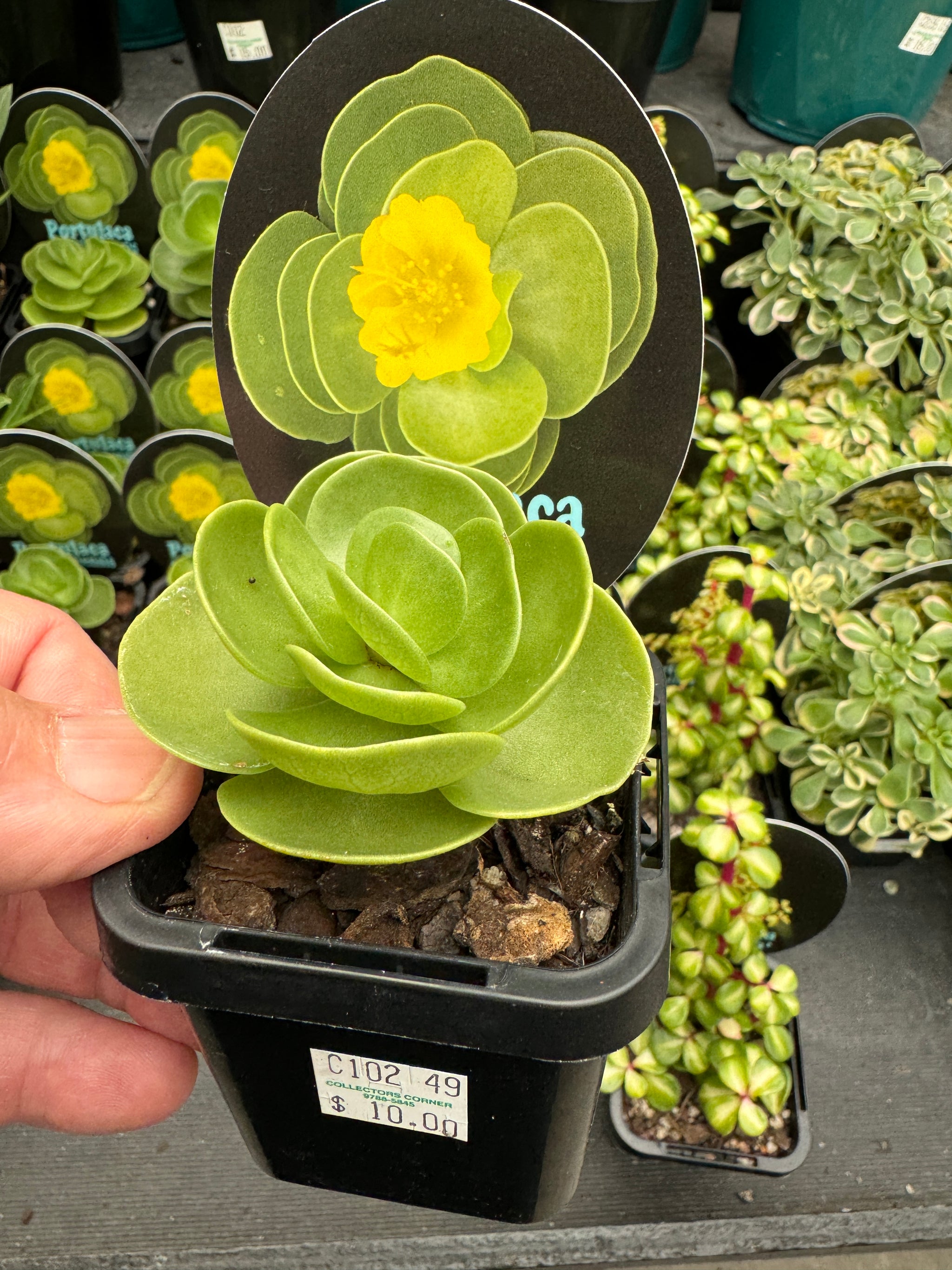 Portulaca molokiniensis "Hawaiian Portulaca"