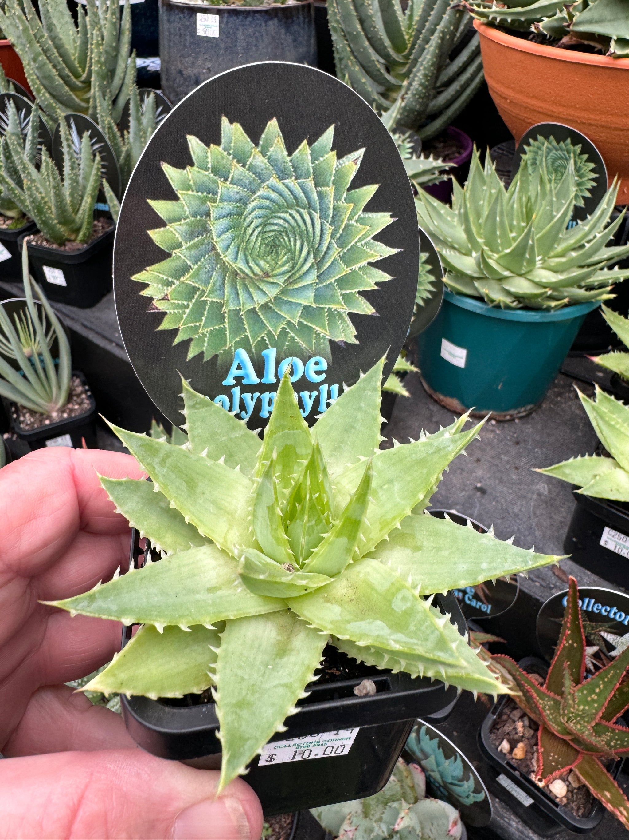 Aloe polyphylla 'Spiral Aloe'