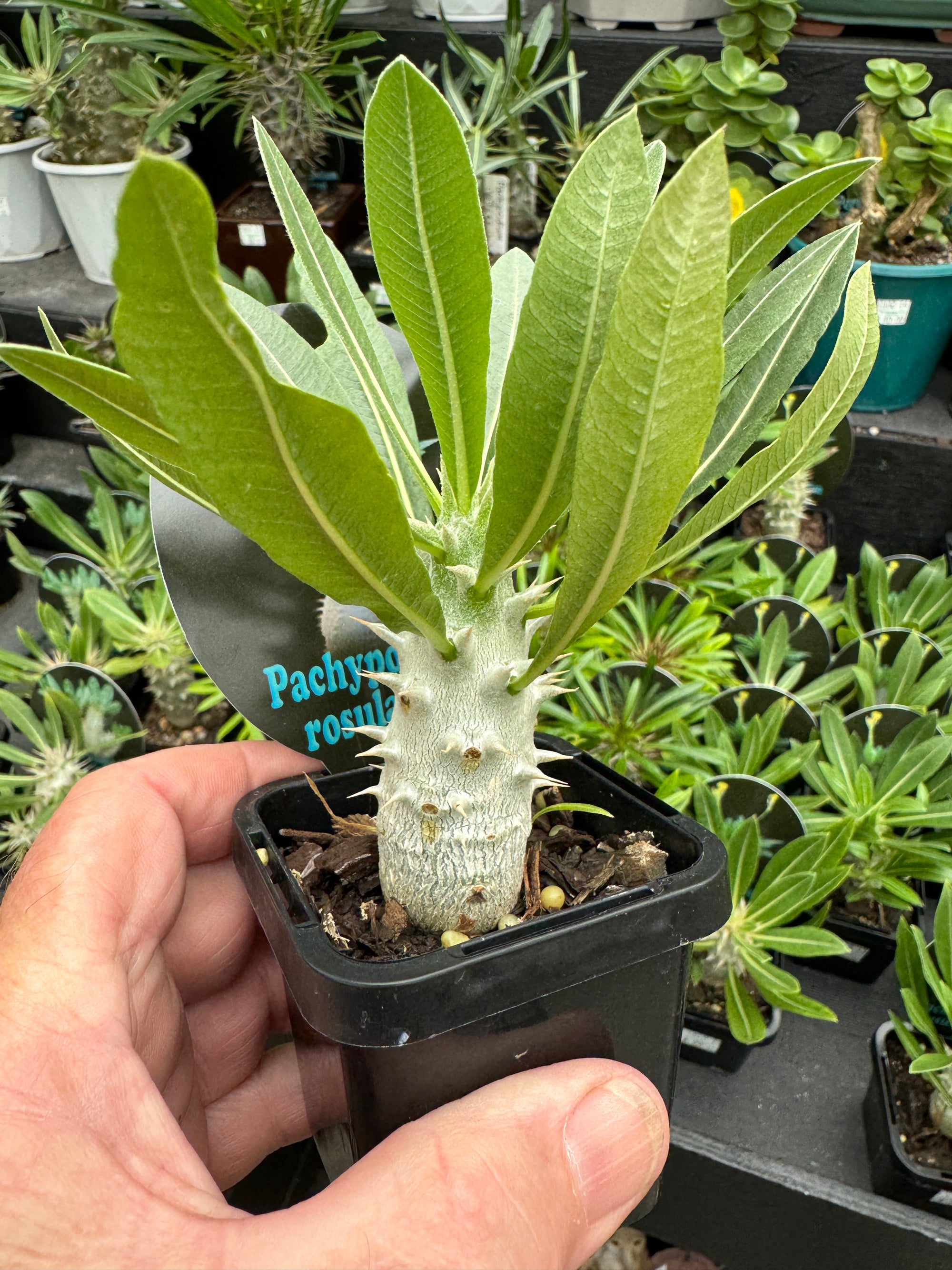 Pachypodium rosulatum