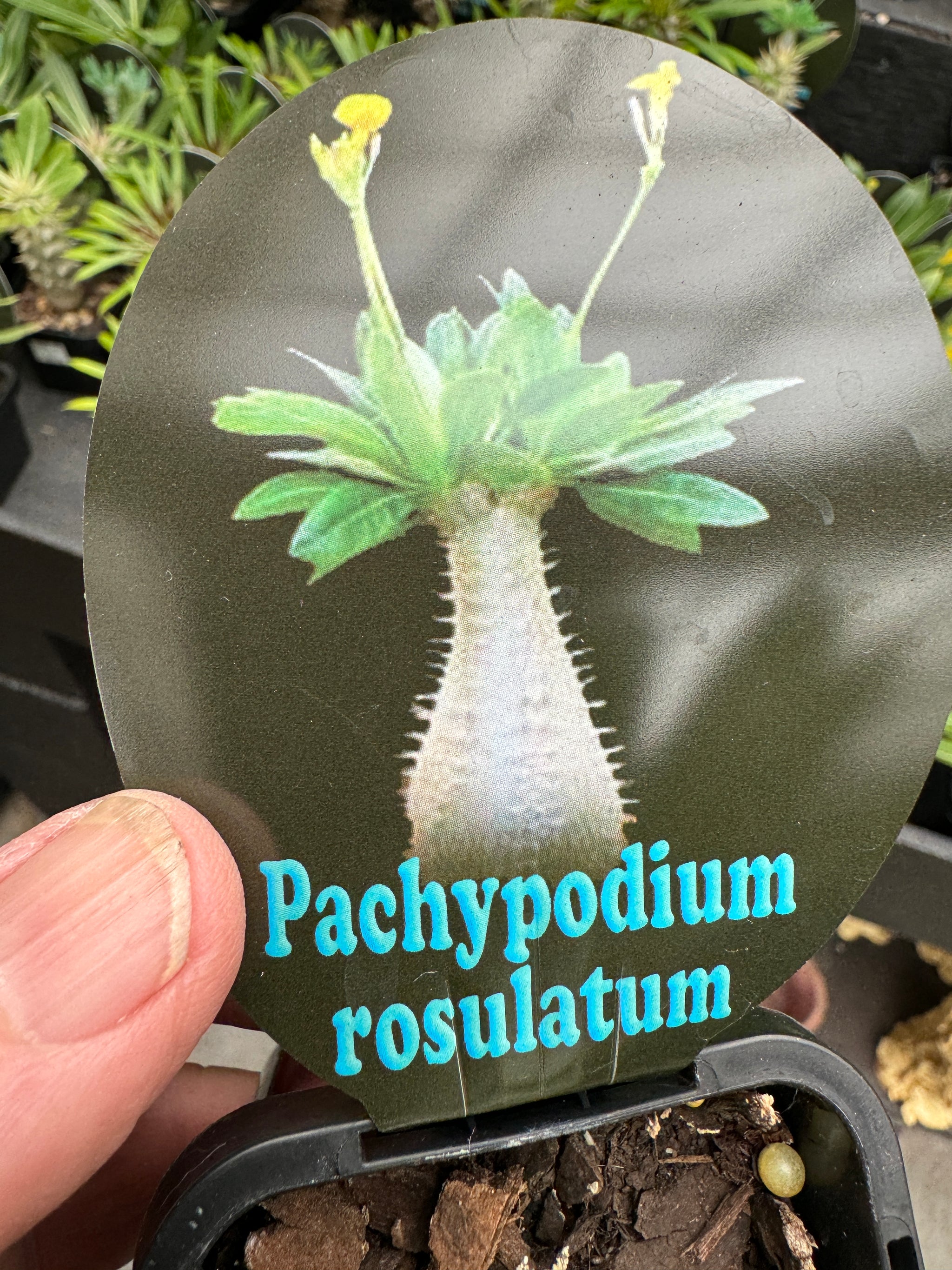 Pachypodium rosulatum