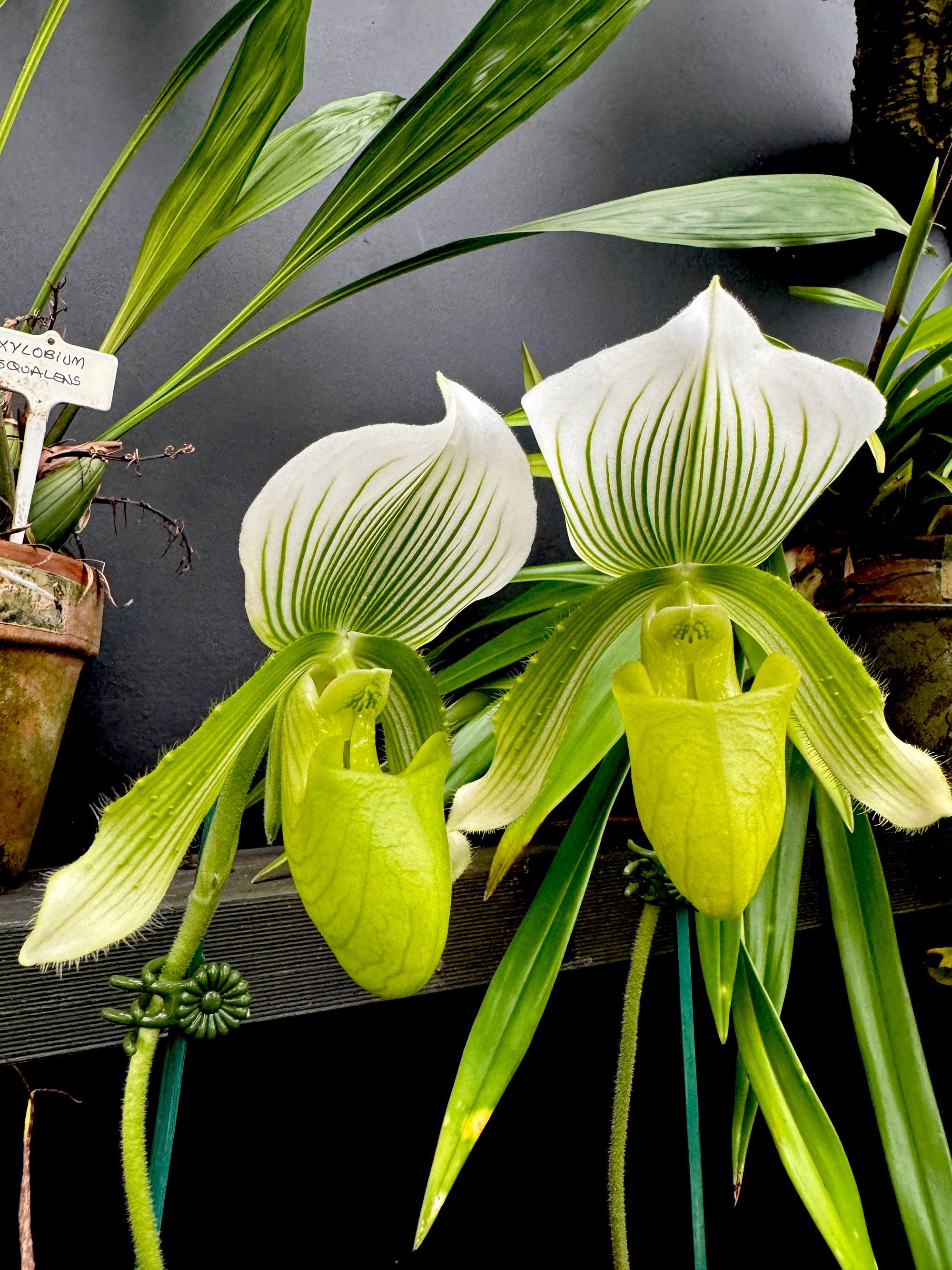 Paphiopedilum Yi Ying 'Green Coral' Flowering sized 100+mm Pot