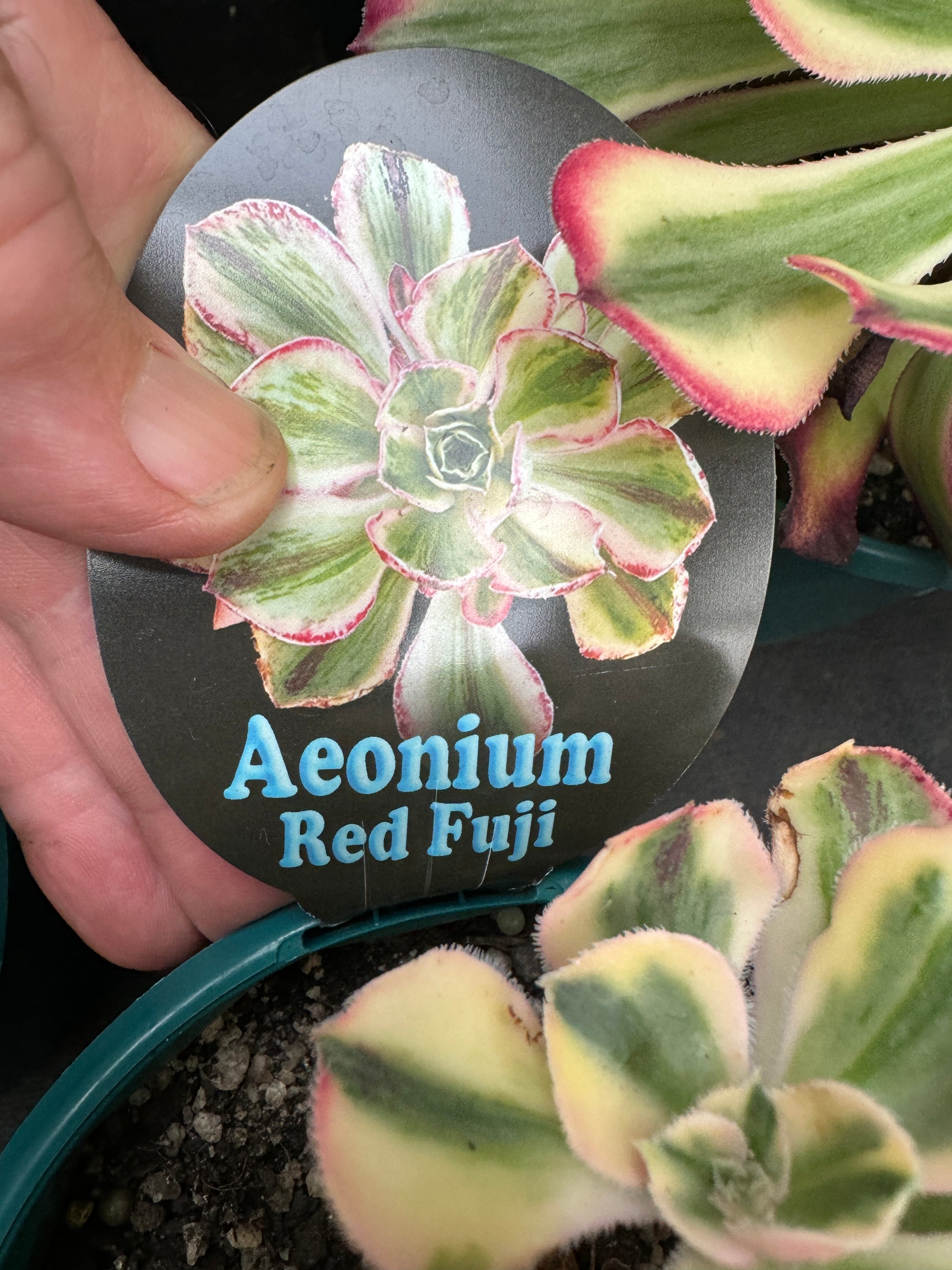 Aeonium 'Red Fuji' - The Majestic Red Succulent