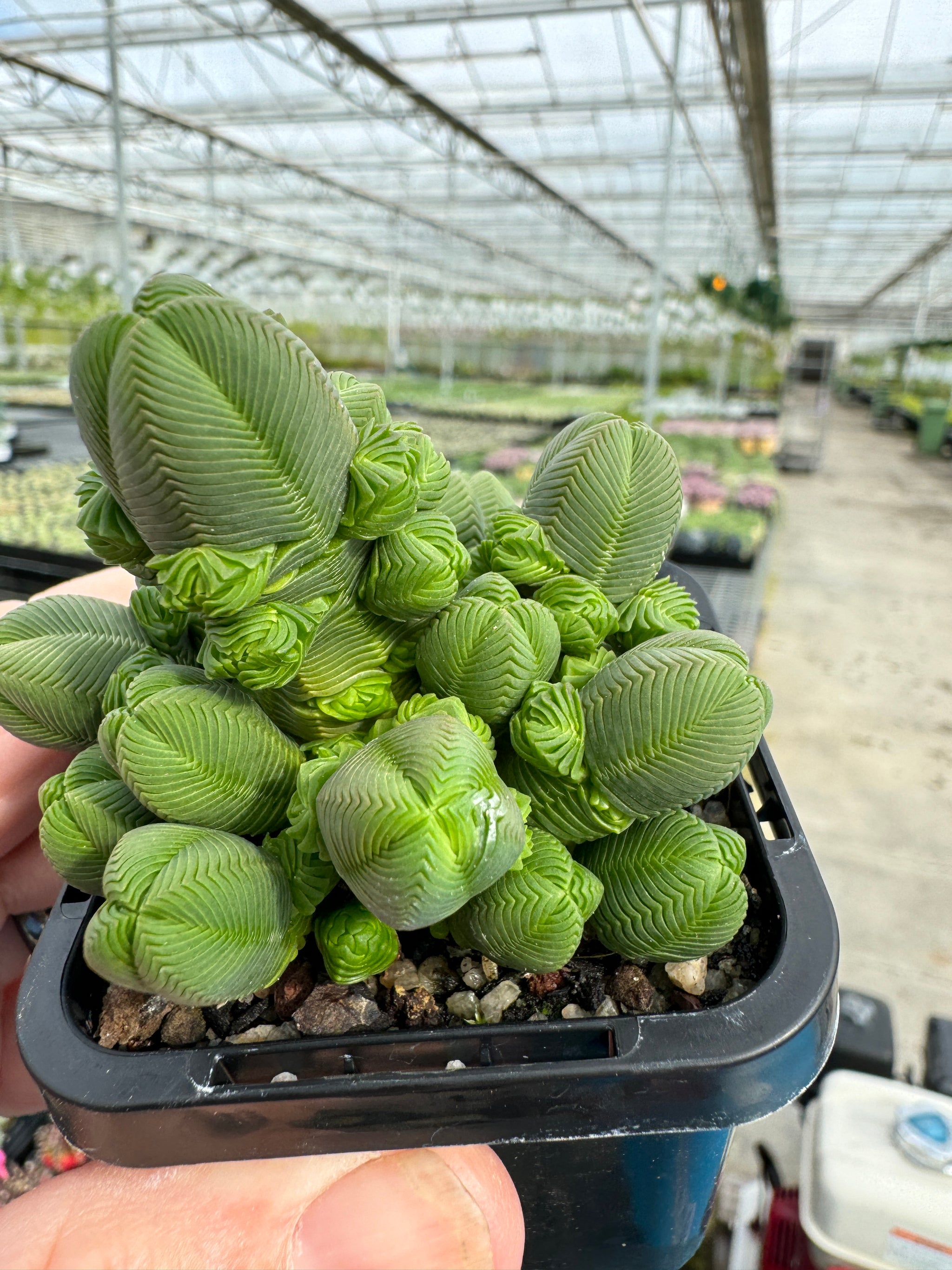 Crassula quadrangularis (NOT FOR WA)