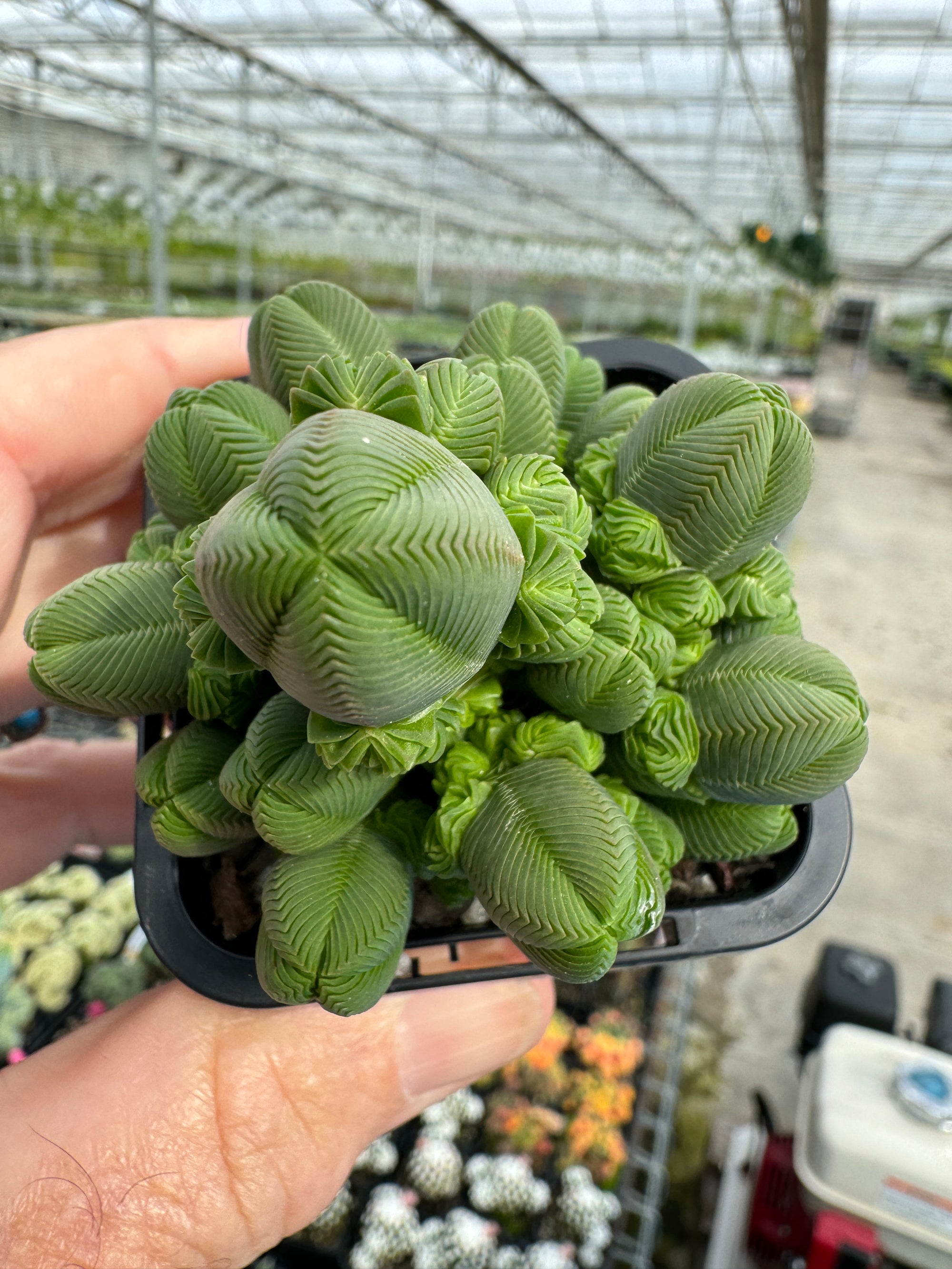 Crassula quadrangularis (NOT FOR WA)