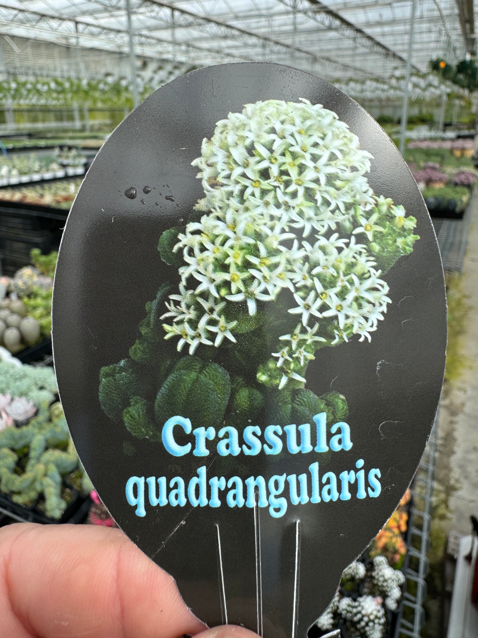 Crassula quadrangularis (NOT FOR WA)