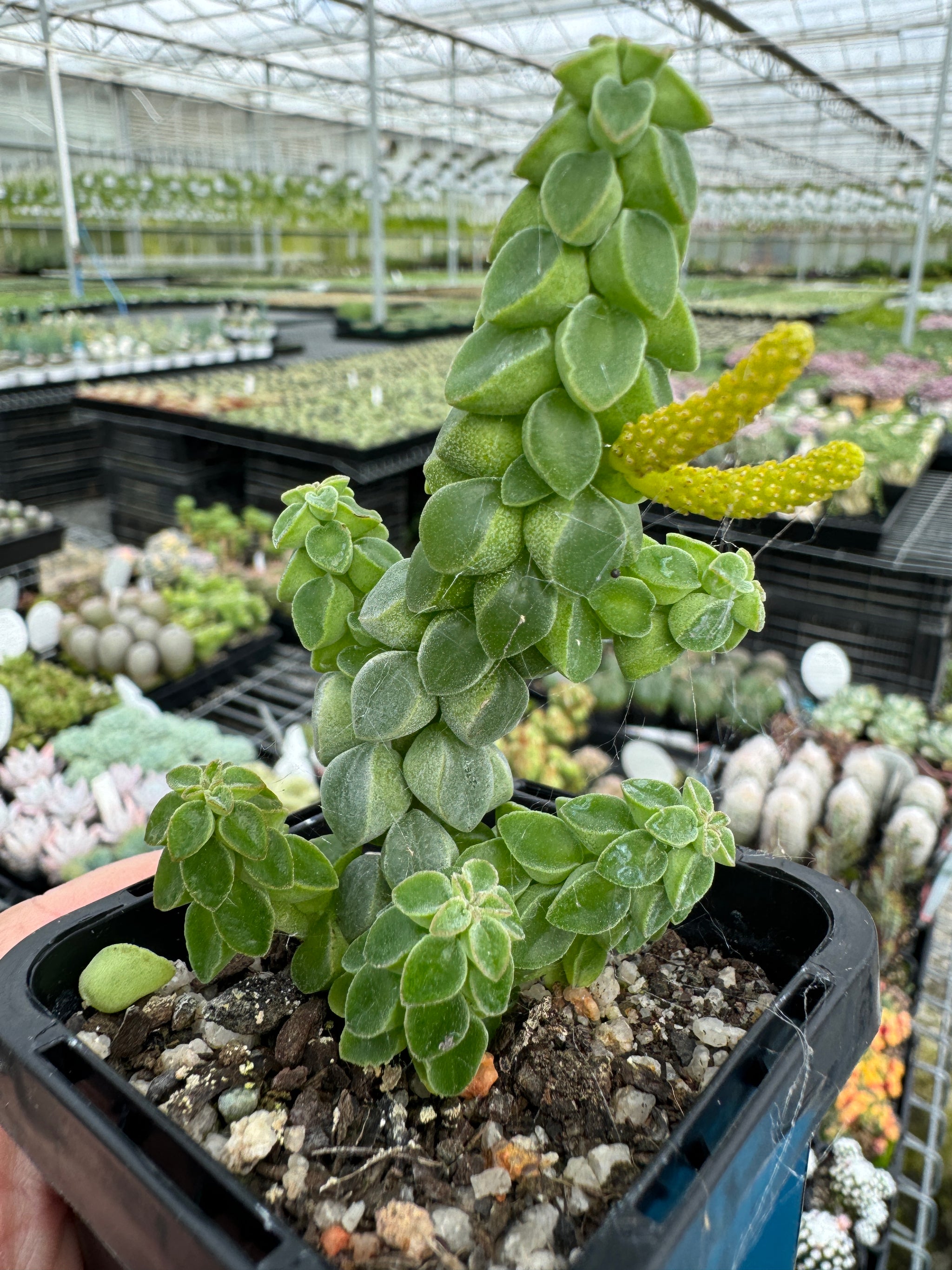 Peperomia columella