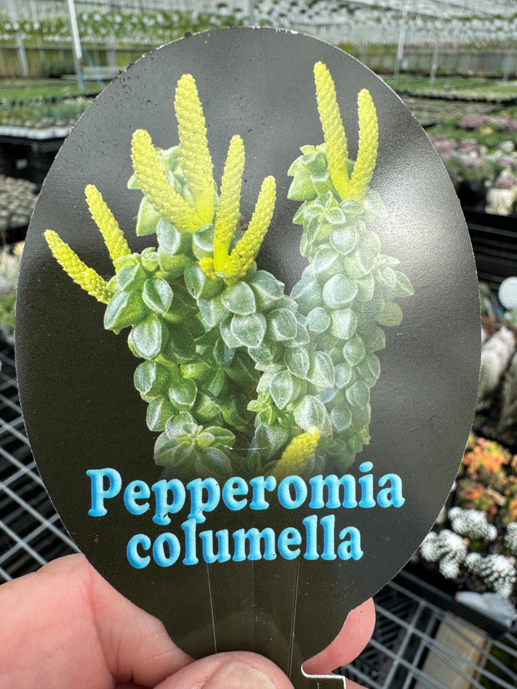 Peperomia columella