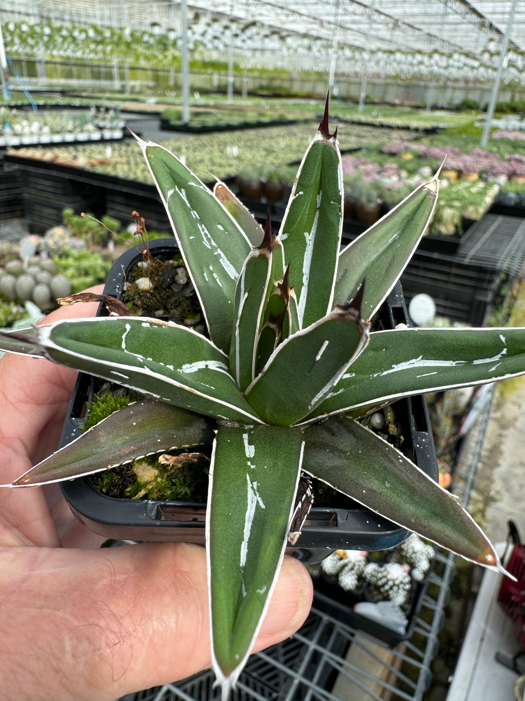 Agave Victoria Regina