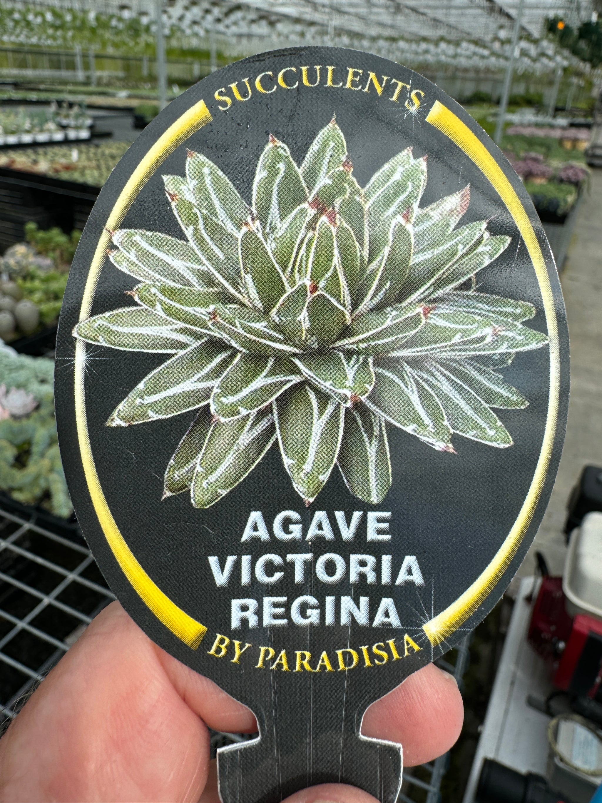 Agave Victoria Regina