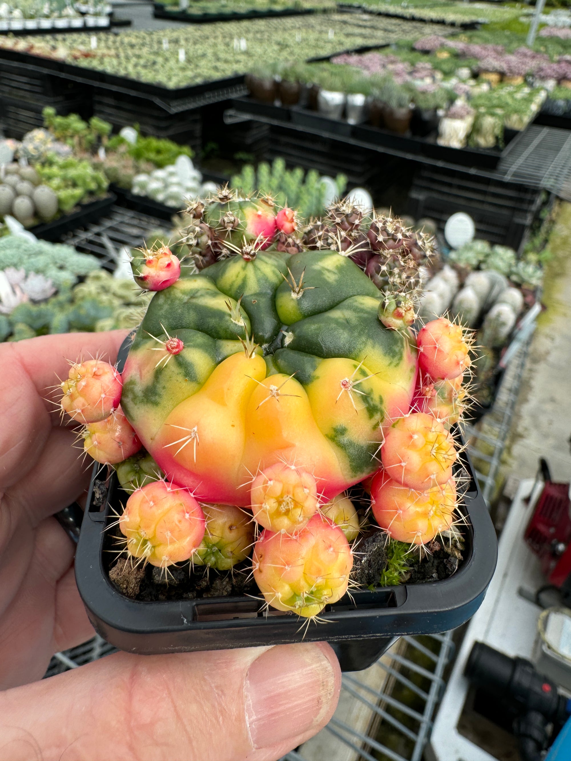 Gymnocalycium damsii Variegata