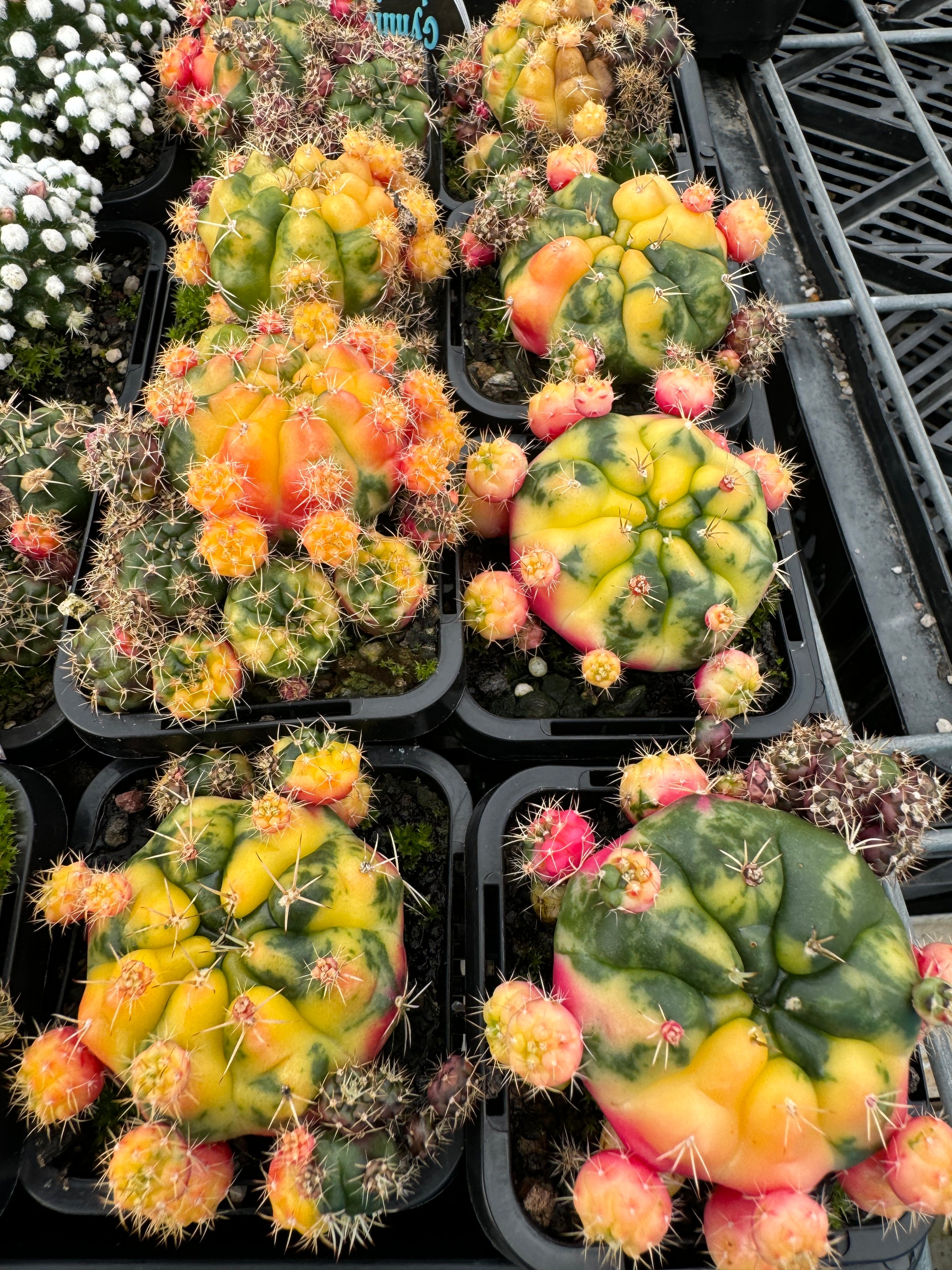 Gymnocalycium damsii Variegata