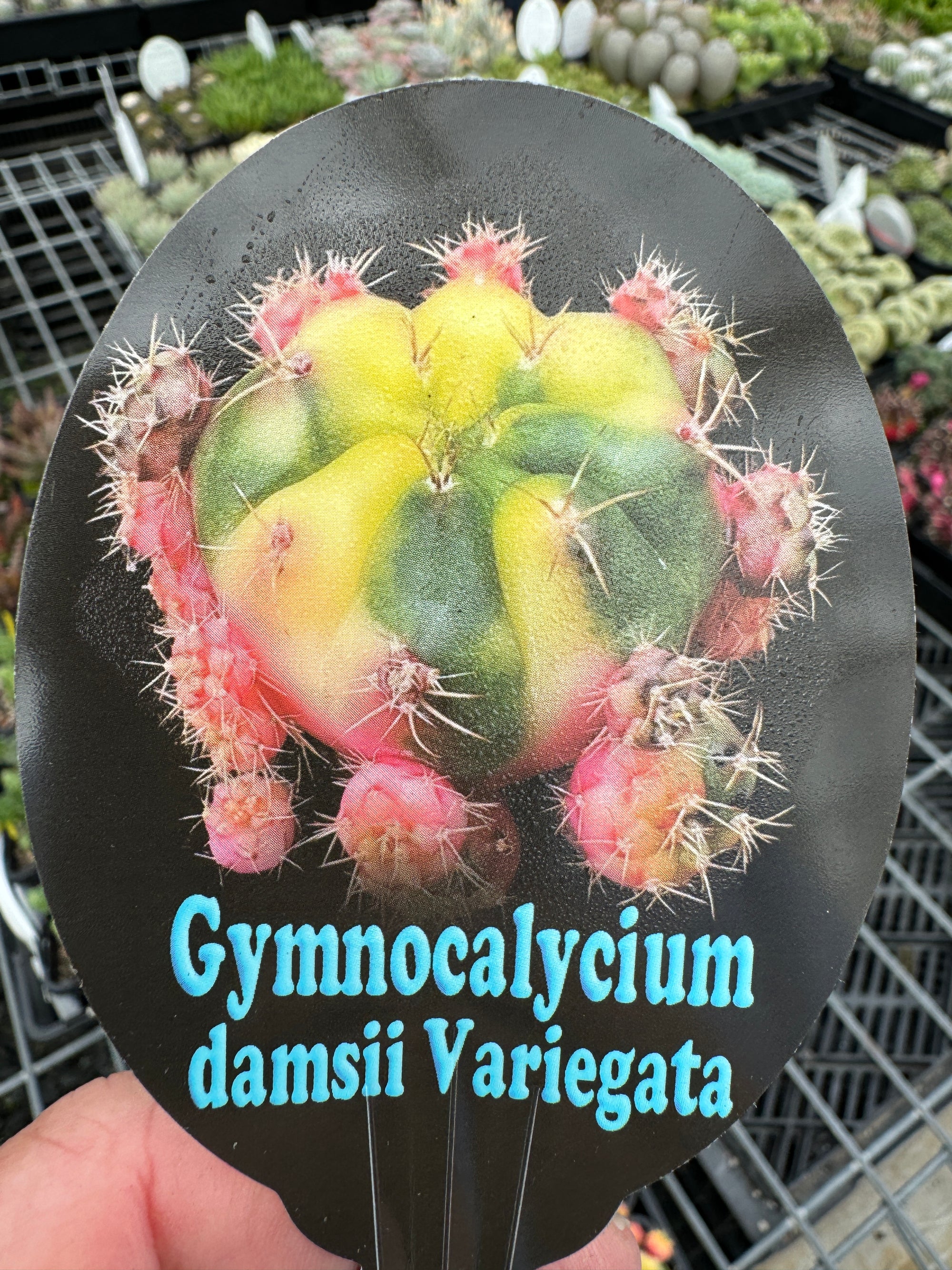 Gymnocalycium damsii Variegata