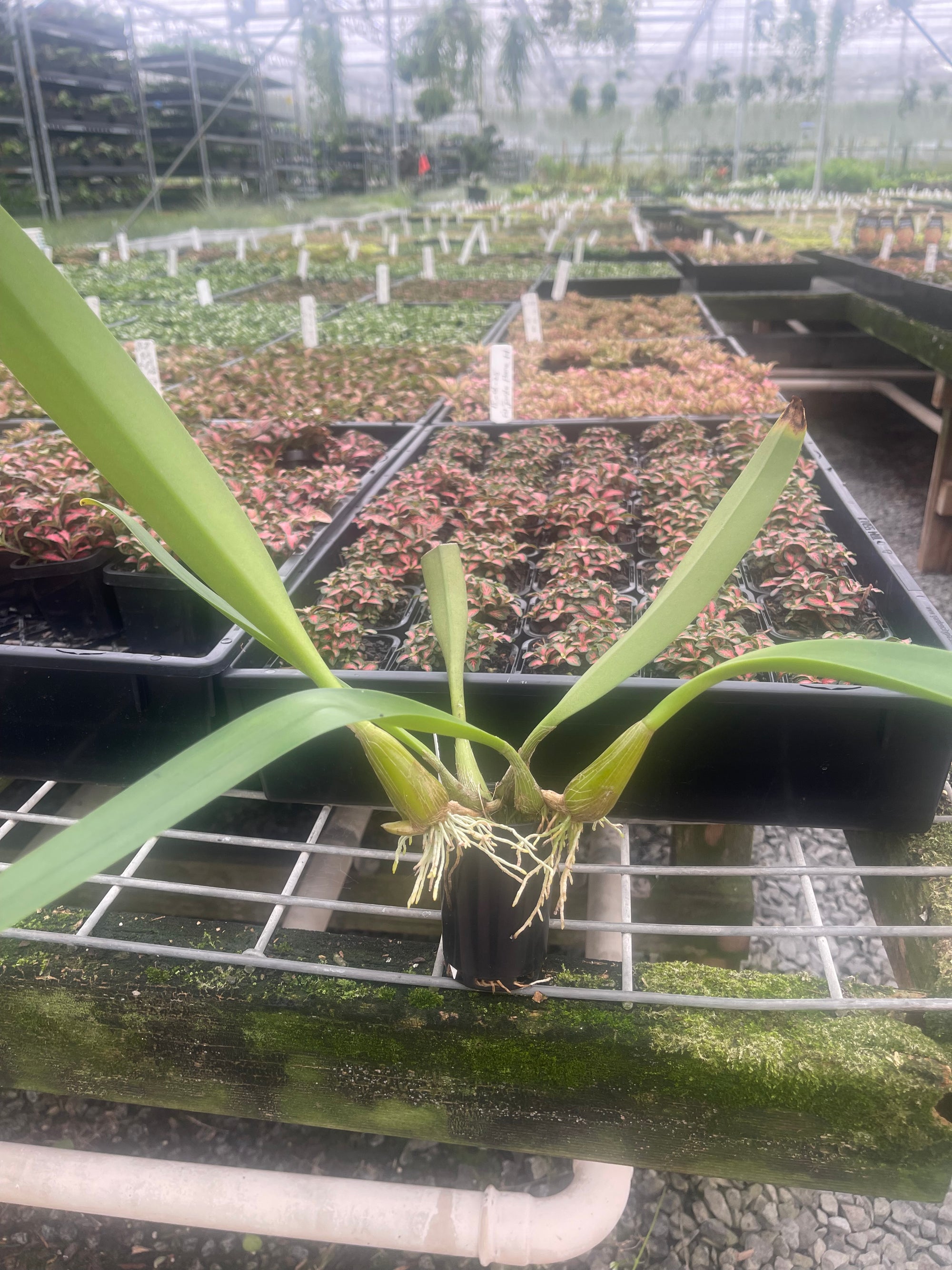 Bulbophyllum lobbii gigantea 'Caramel Sundae' - The Giant Orchid