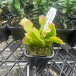 Schlumbergera (Zygocactus) 'Livia' - The Christmas Cactus (Discontinued)