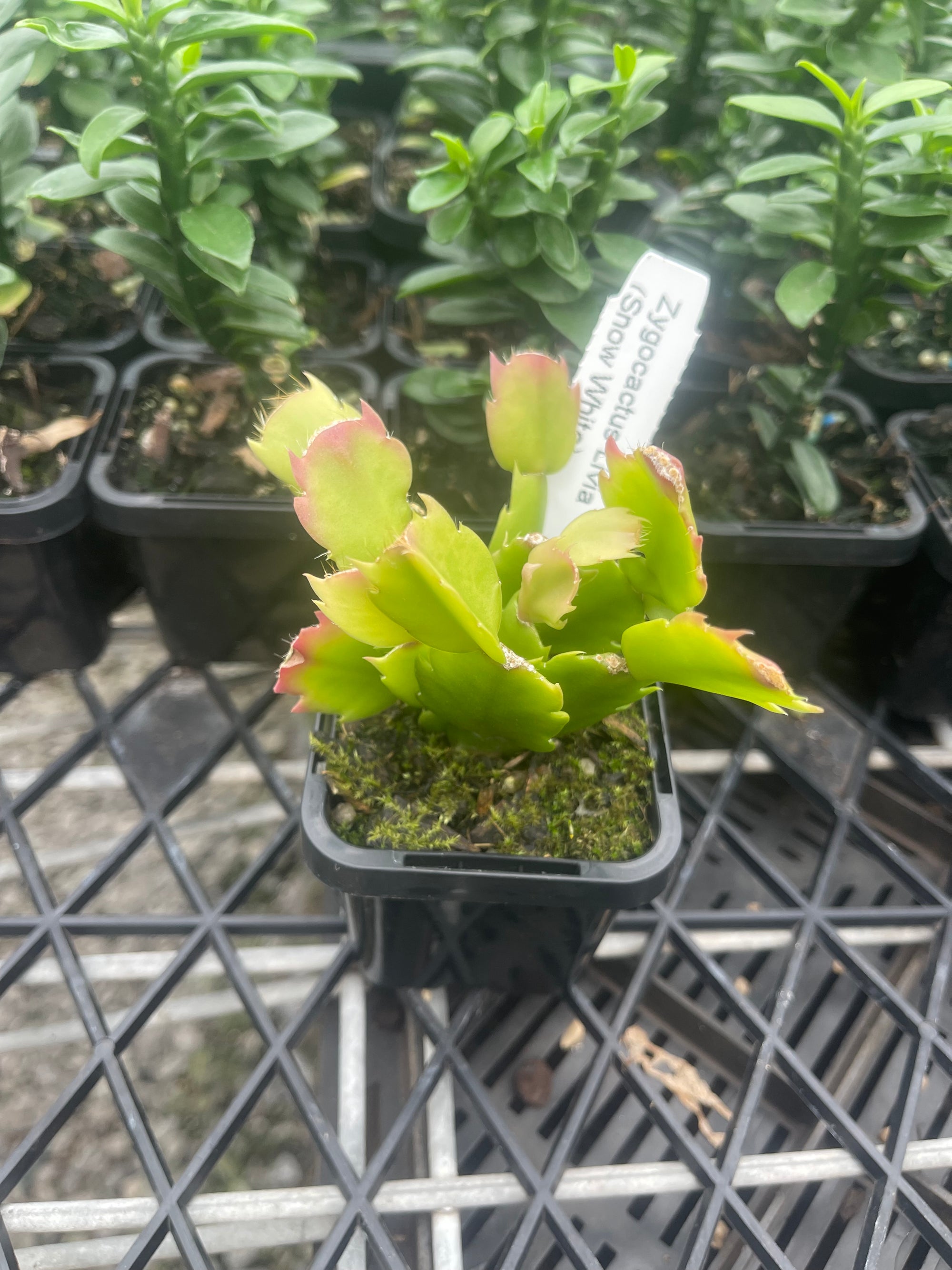 Schlumbergera (Zygocactus) 'Livia' - The Christmas Cactus (Discontinued)