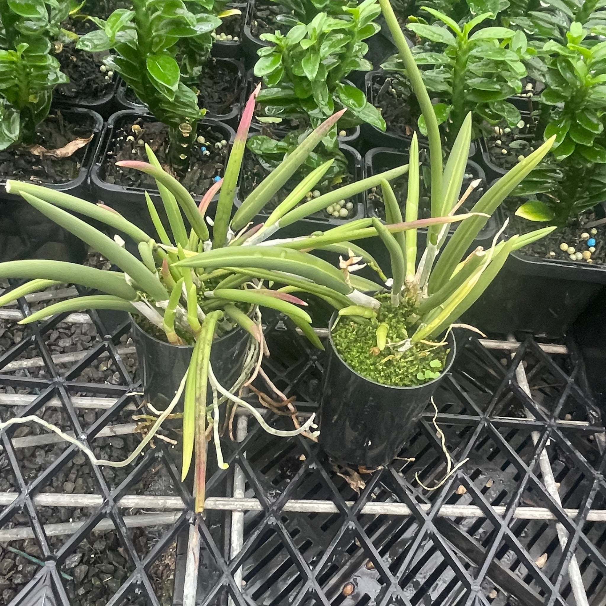 Laelia lundii - The Miniature Rock Orchid