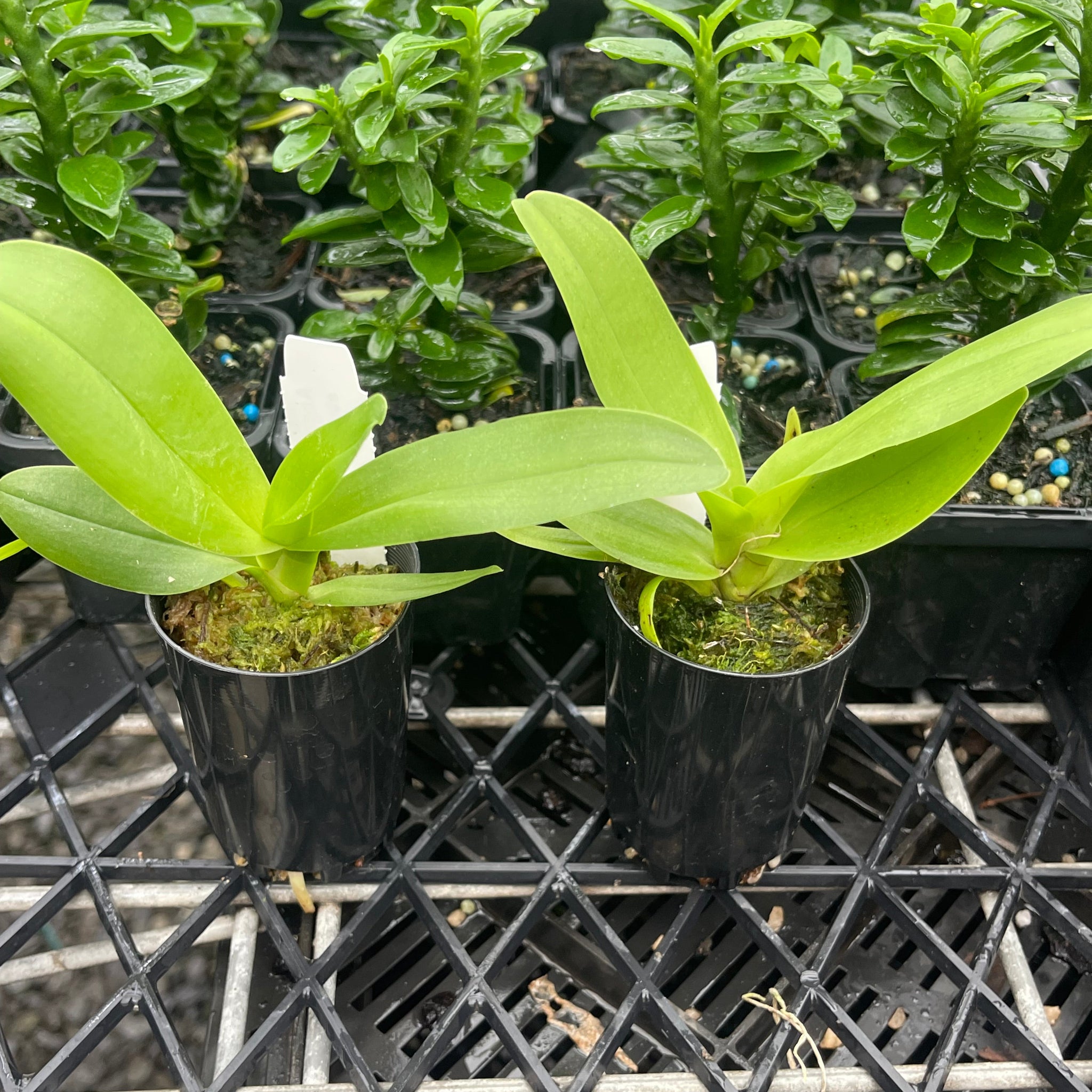 Angraecum eburneum - The Comet Orchid