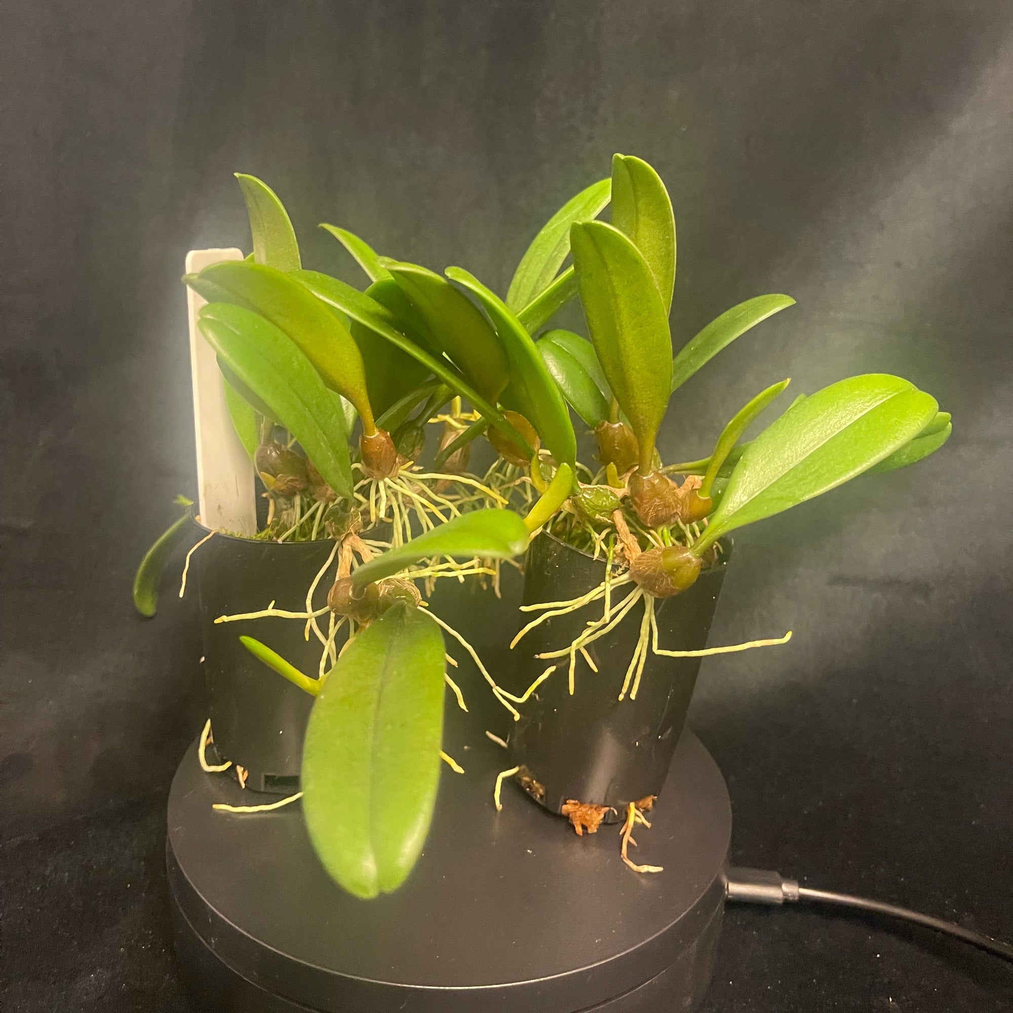 Bulbophyllum sikkimense - Miniature Orchid with Red-Spotted Flowers