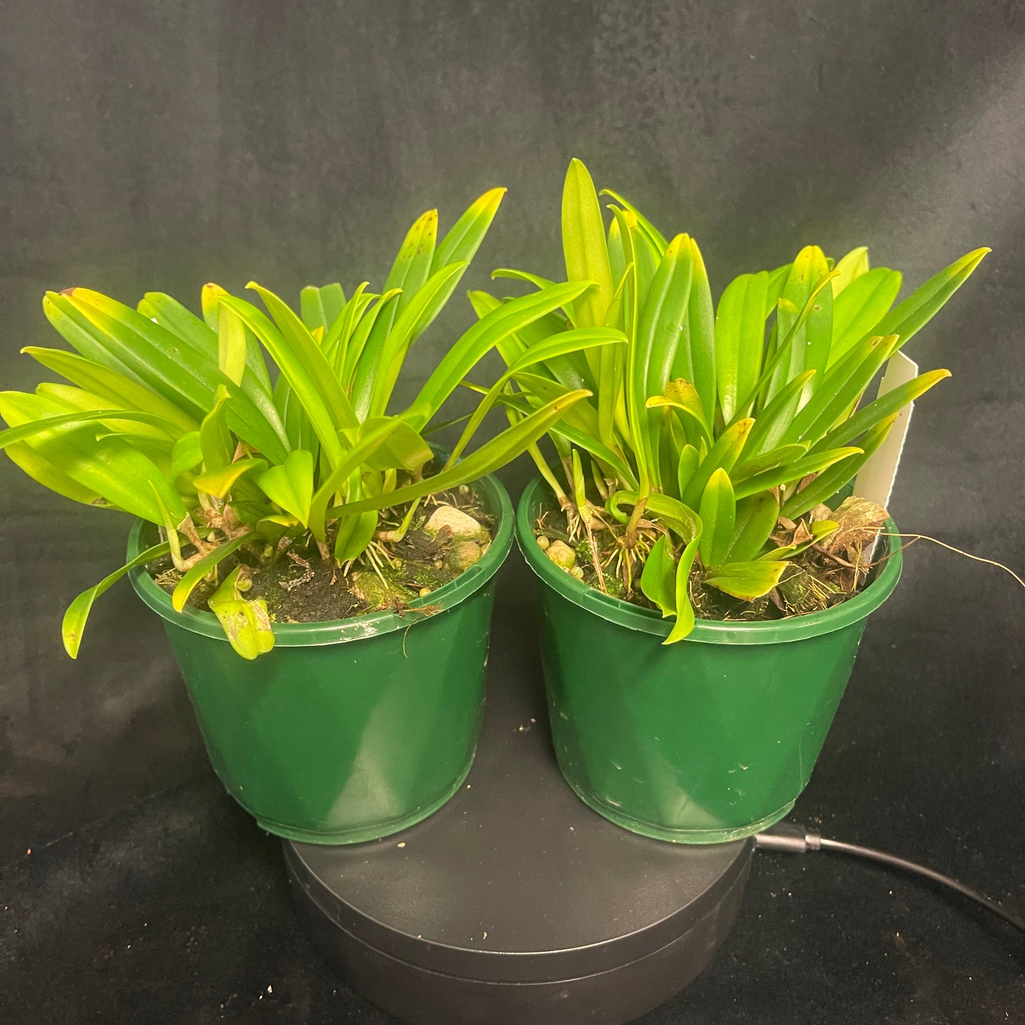 Pleurothallis endotrachys - Miniature Orchid with Fuzzy Orange Flowers