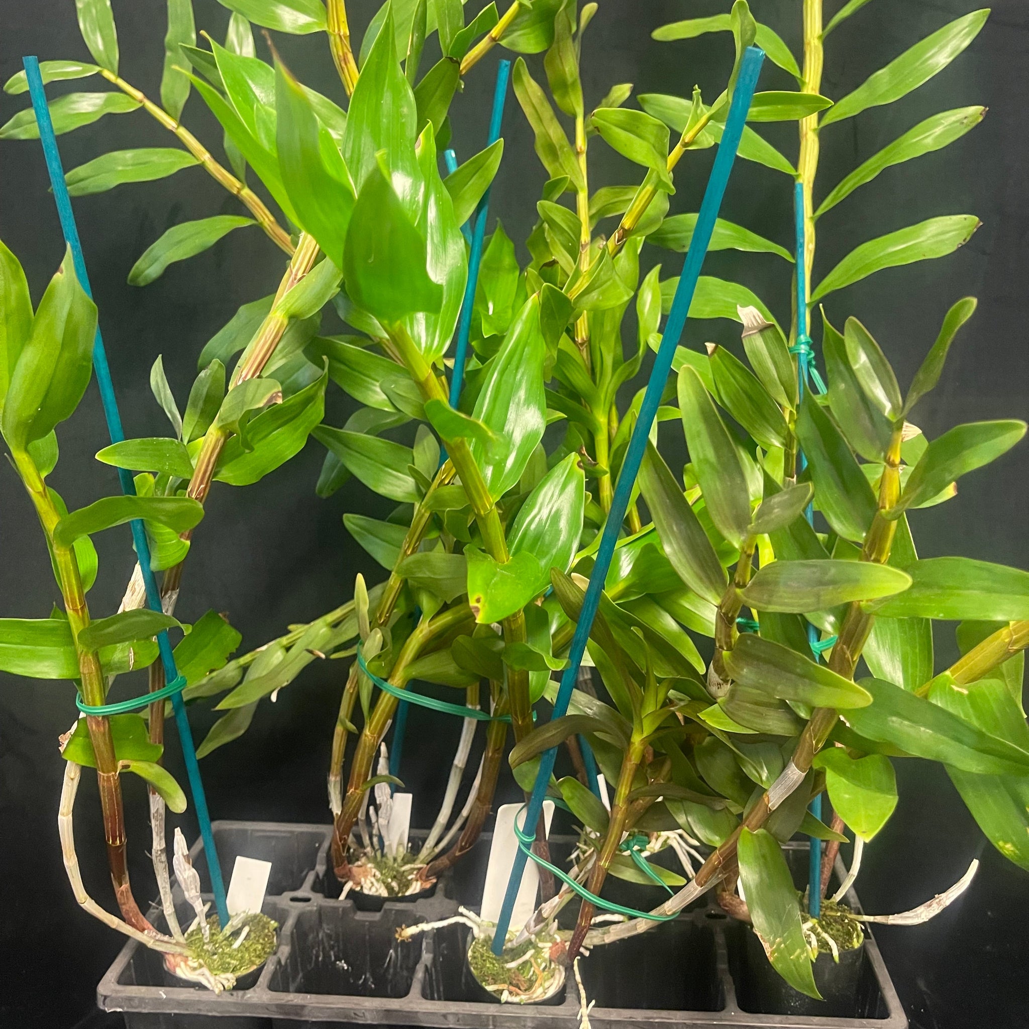 Dendrobium fimbriatum