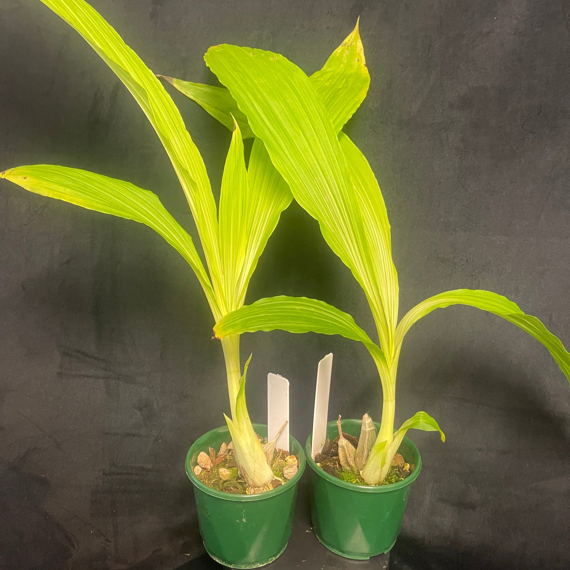 Calanthe vestita - Showy Terrestrial Orchid with Upright Flower Spikes