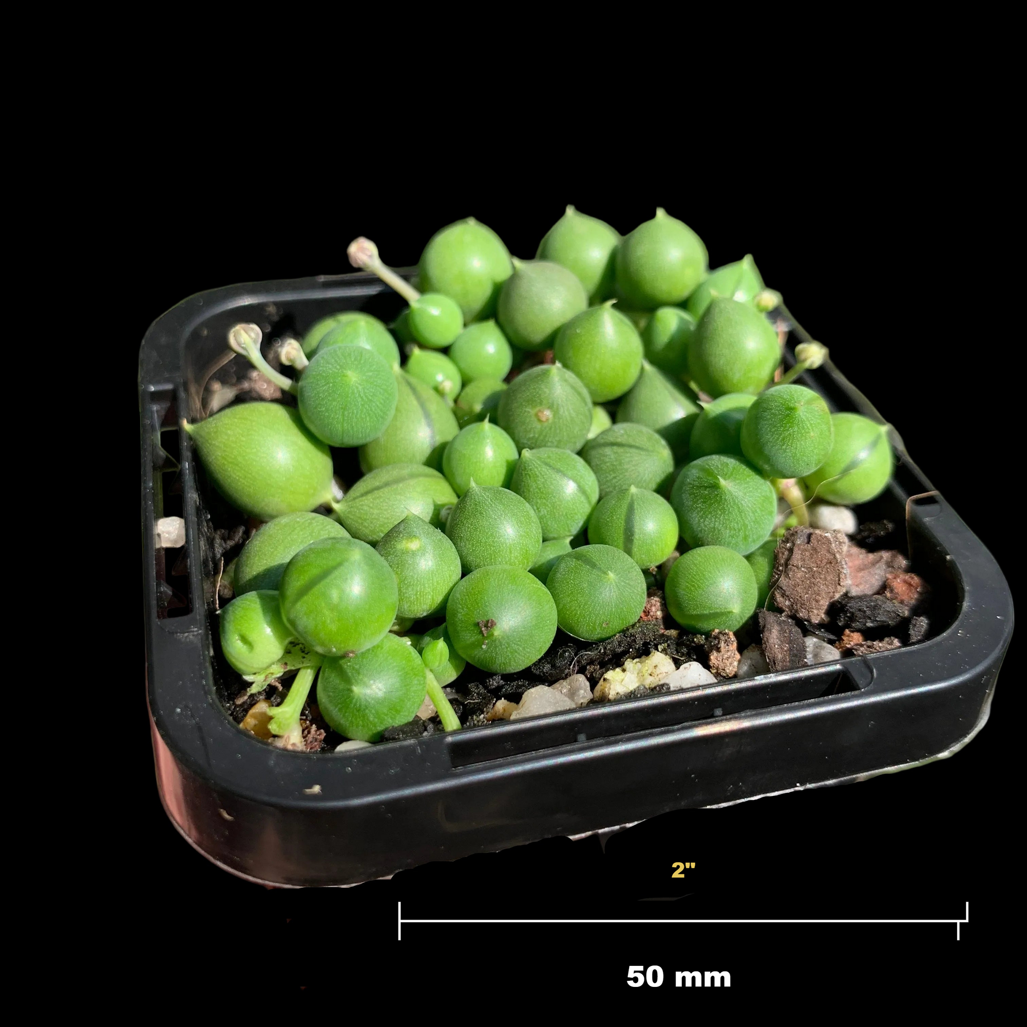 Senecio rowleyanus 'String of Pearls'