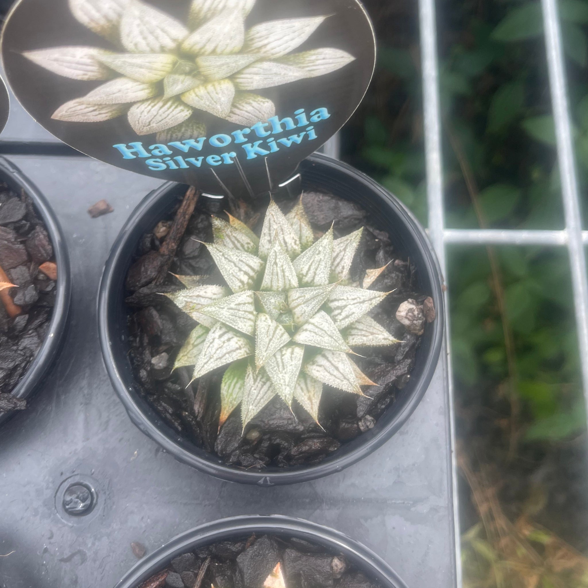 Haworthia 'Silver Kiwi'