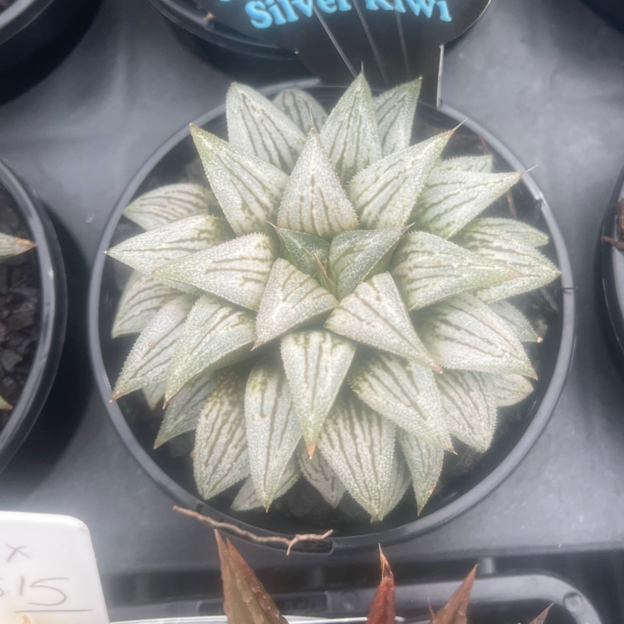 Haworthia 'Silver Kiwi' - Rare & Delightful Succulent