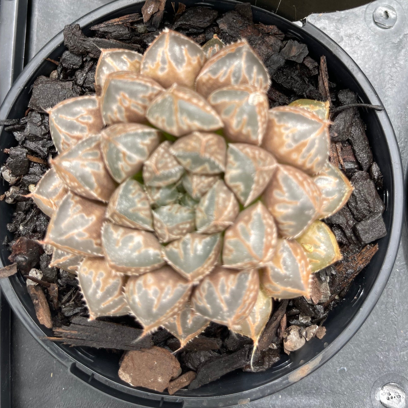 Haworthia 'Mirror Ball' - Dazzling Translucent Succulent