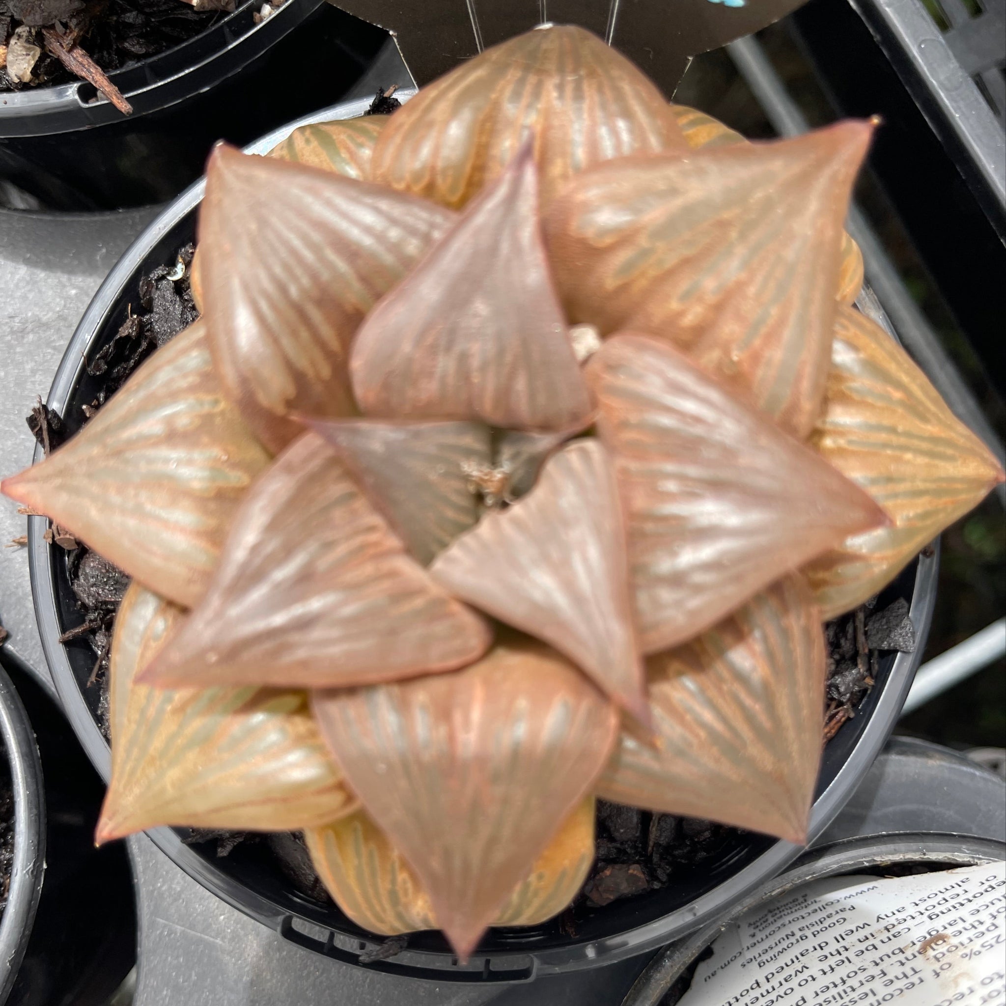 Haworthia 'Leiyingshou' - Exquisitely Patterned Succulent