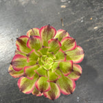 Aeonium arboreum 'Ink Painting' - The Festive Variegated Succulent