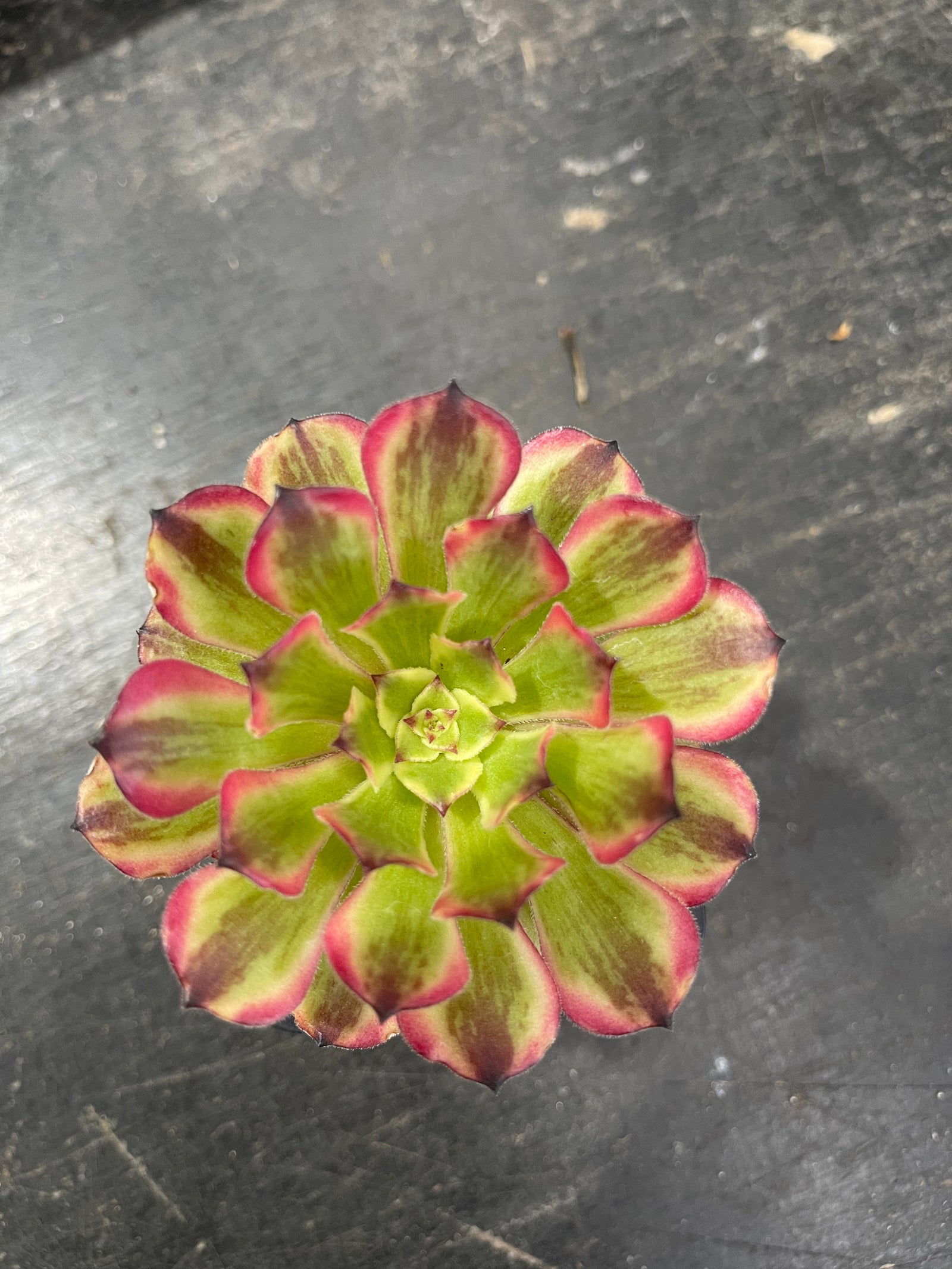 Aeonium arboreum 'Ink Painting' - The Festive Variegated Succulent