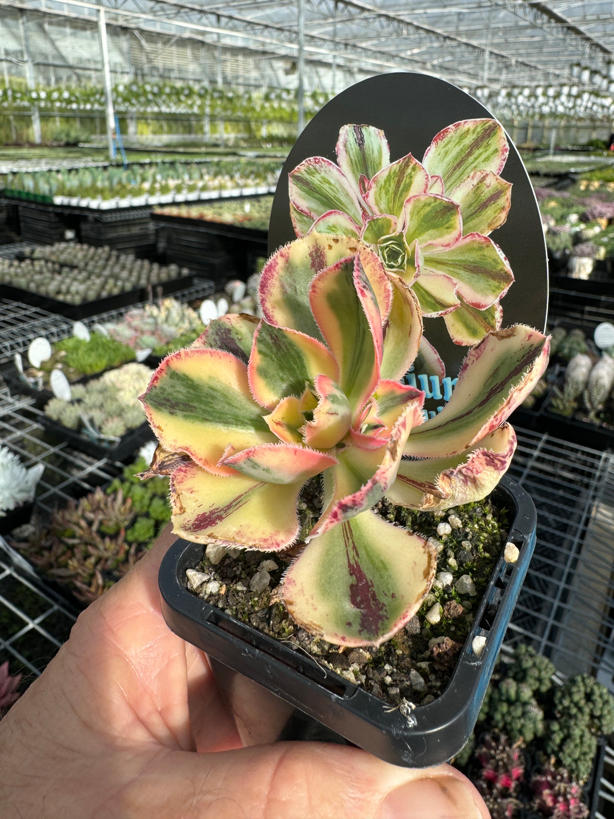 Aeonium 'Red Fuji'