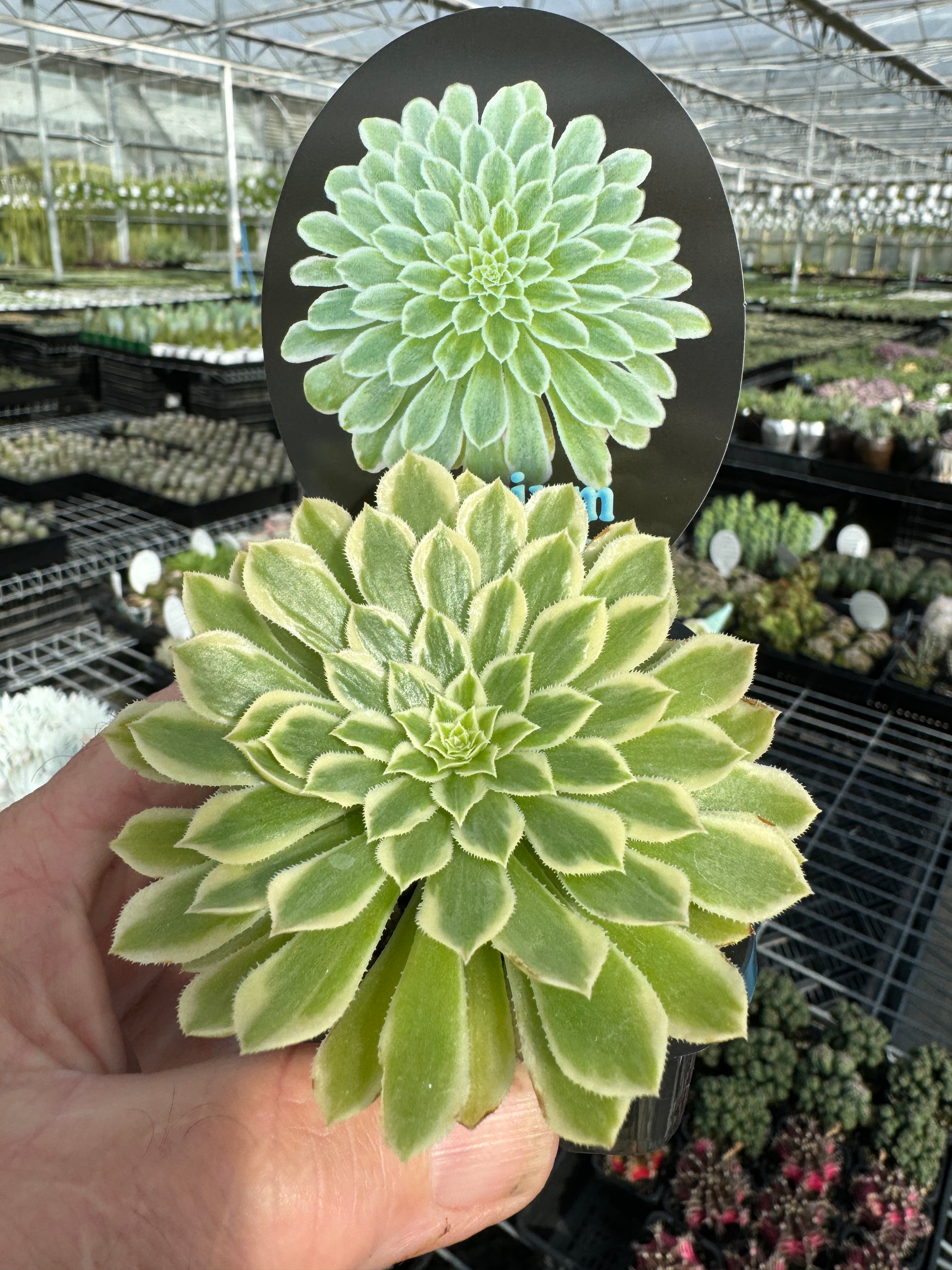 Aeonium 'Emerald Ice'