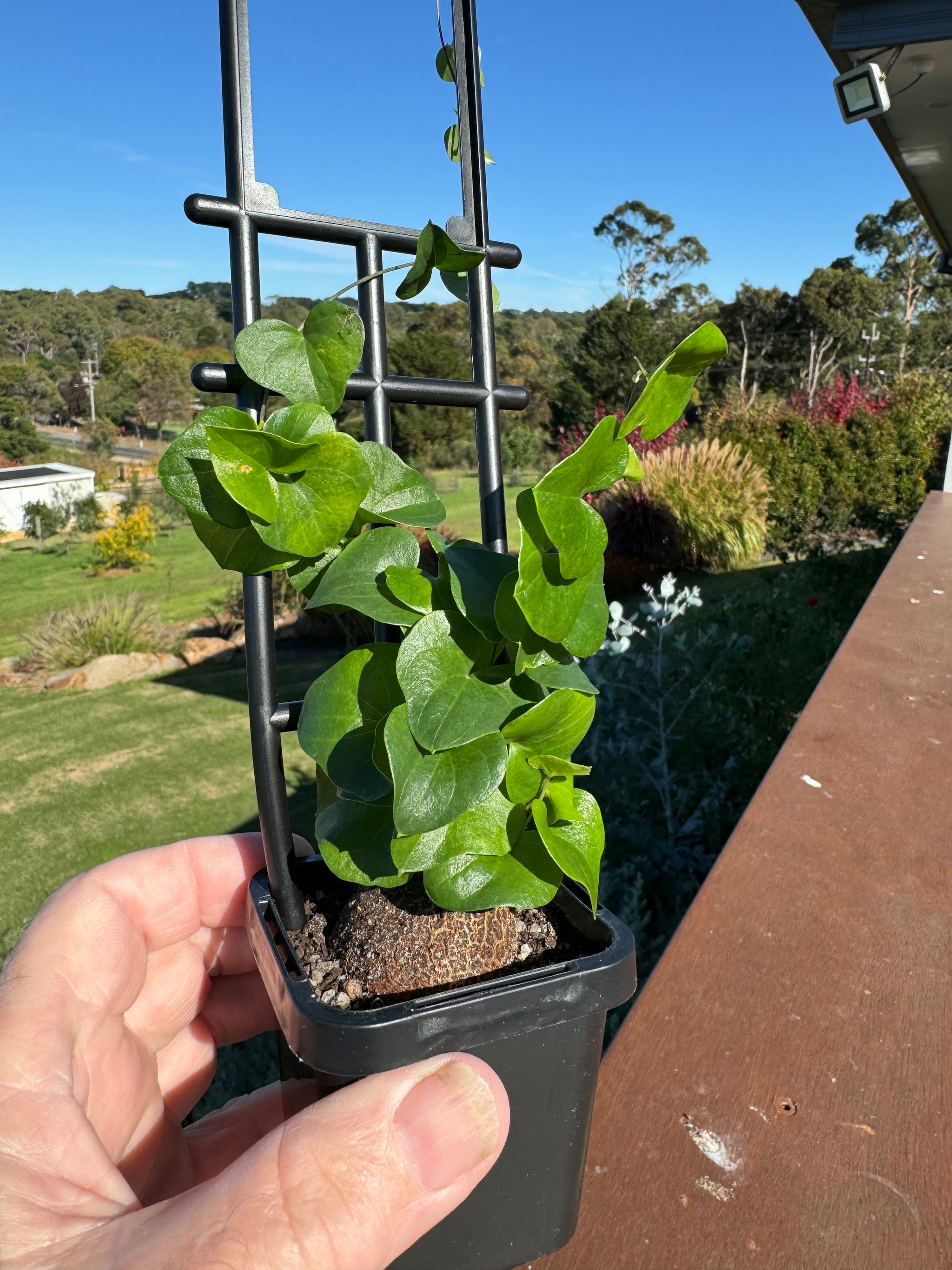 Dioscorea elephantipes 'The Elephant's Foot' 66mm pot