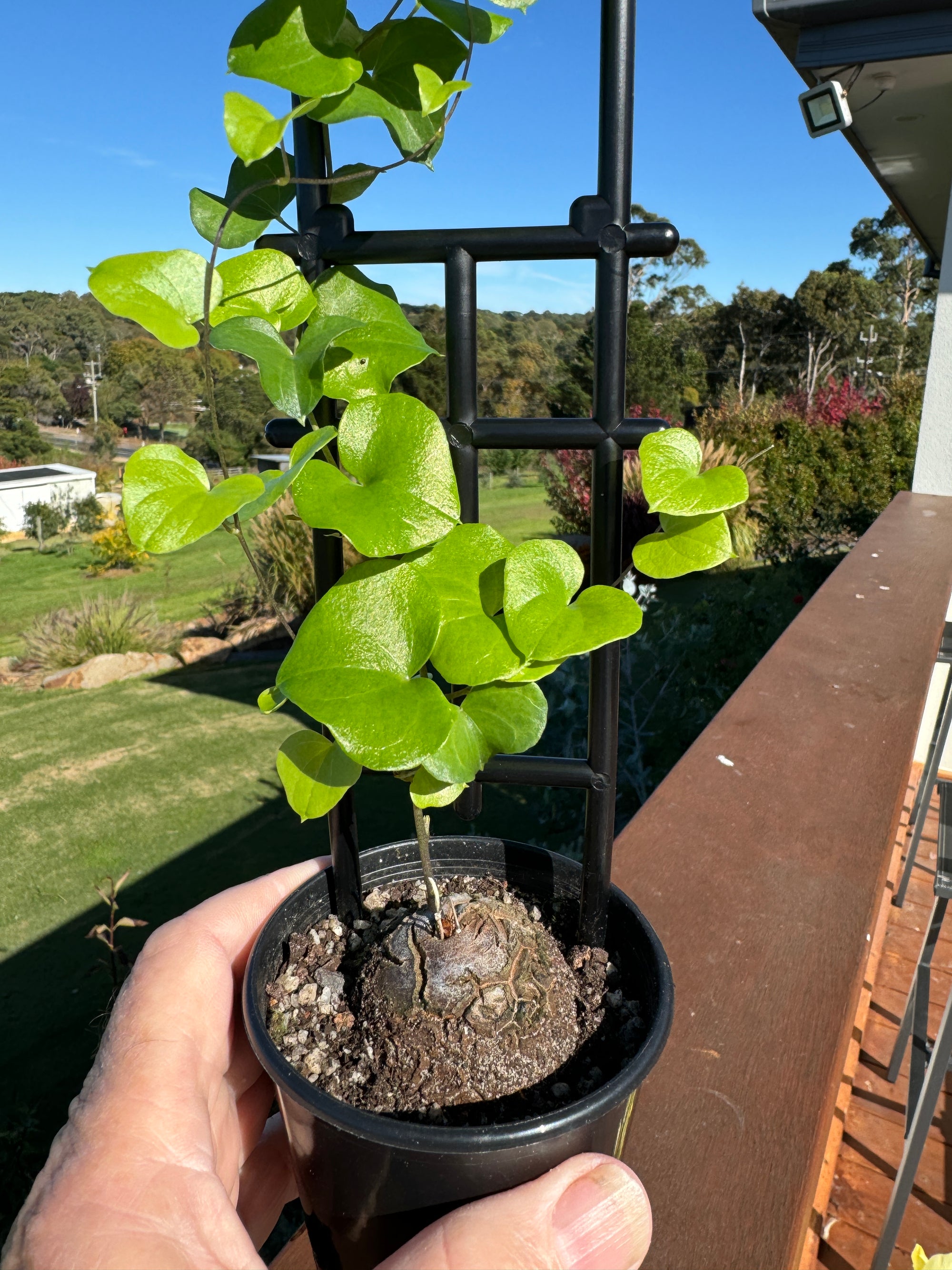 Dioscorea elephantipes 'The Elephant's Foot' 80mm pot