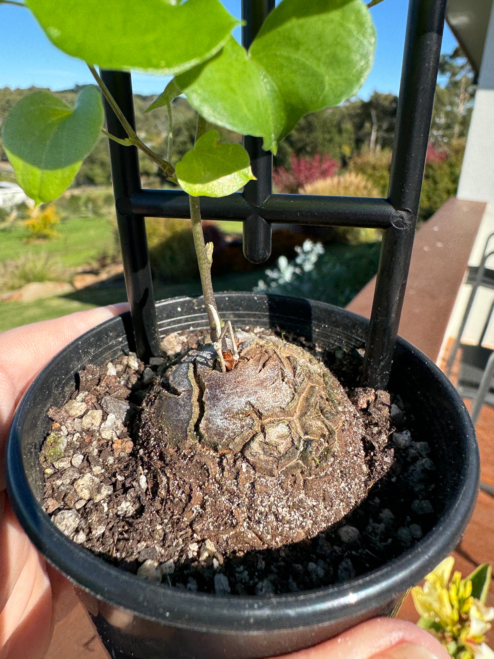 Dioscorea elephantipes 'The Elephant's Foot' 80mm pot