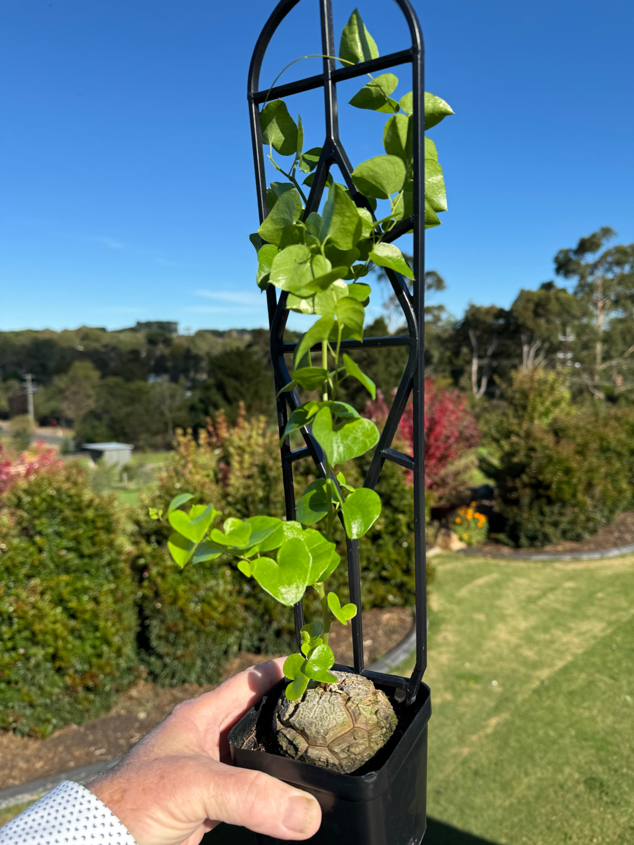 Dioscorea elephantipes 'The Elephant's Foot' 100mm pot