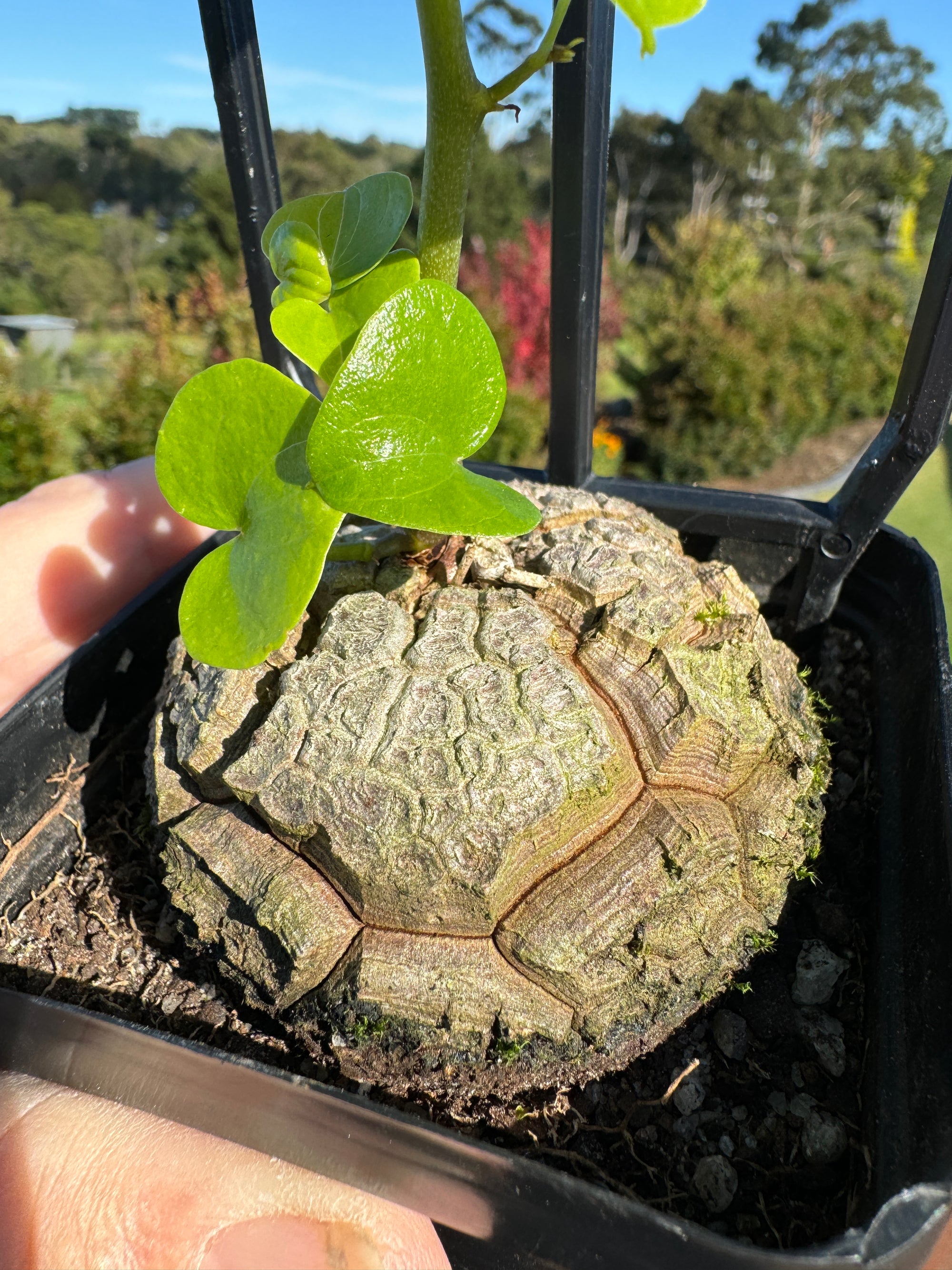 Dioscorea elephantipes 'The Elephant's Foot' 100mm pot