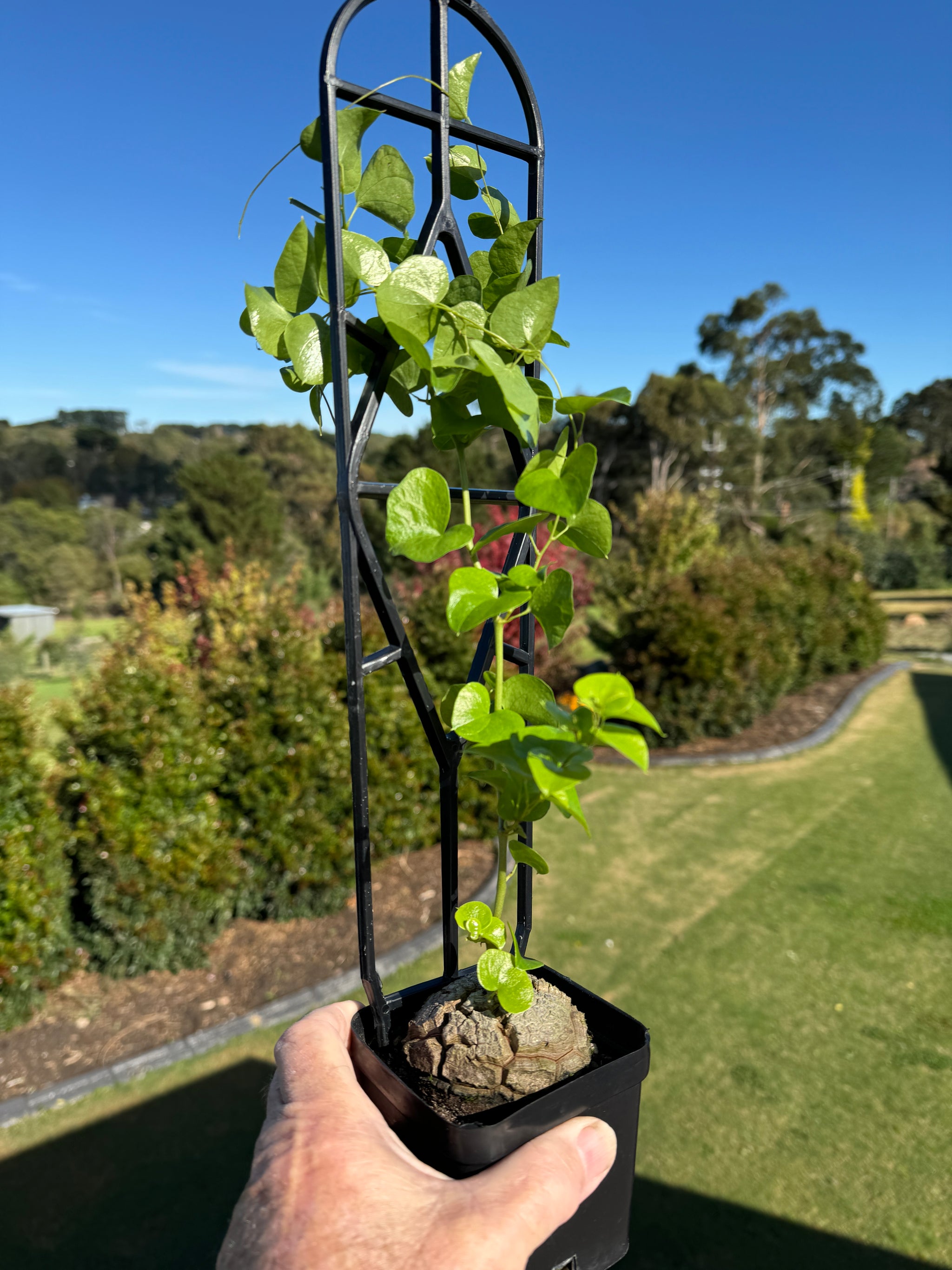 Dioscorea elephantipes 'The Elephant's Foot' 100mm pot