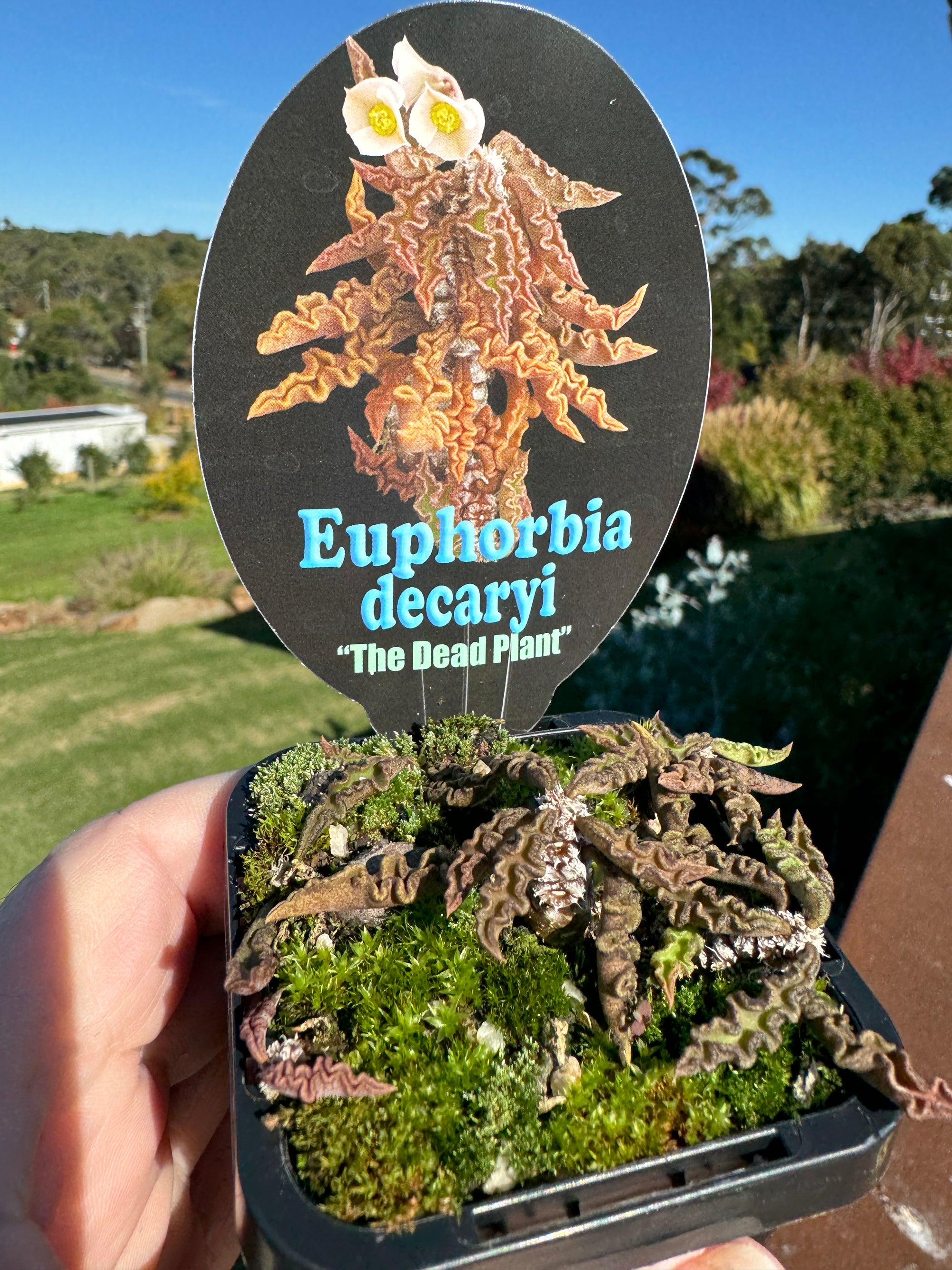 Euphorbia decaryi 'The Dead Plant' (NOT FOR WA)