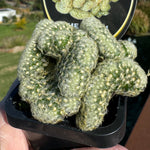 Mammillaria elongata cristata - The Brain Cactus